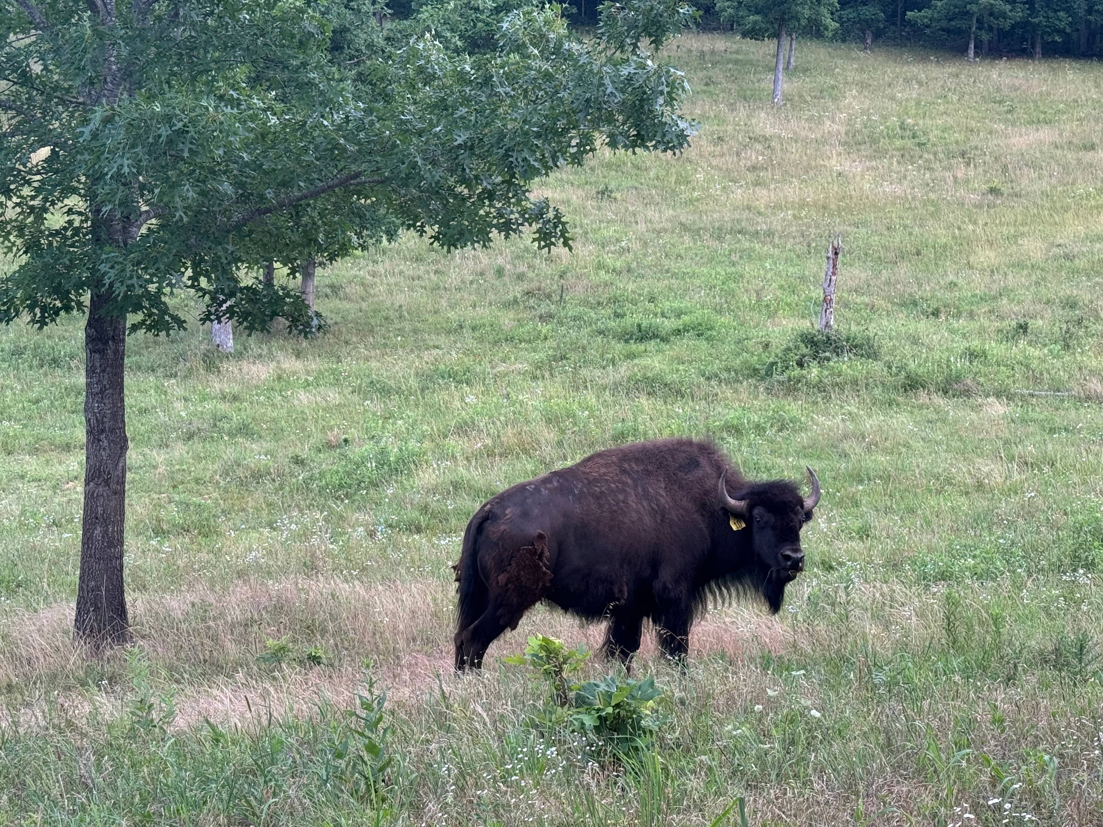 Rolling Buffalo Ranch