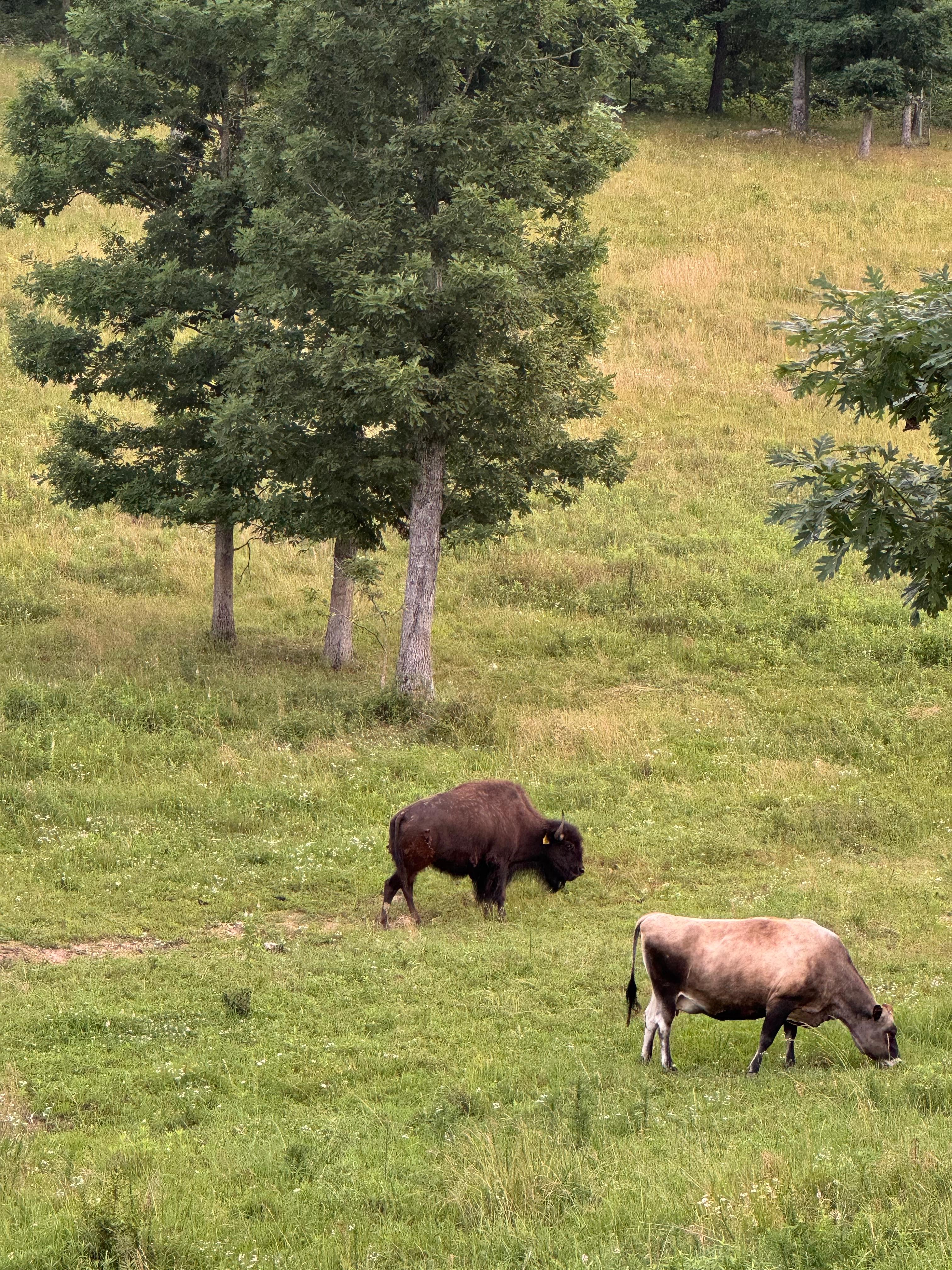 Rolling Buffalo Ranch