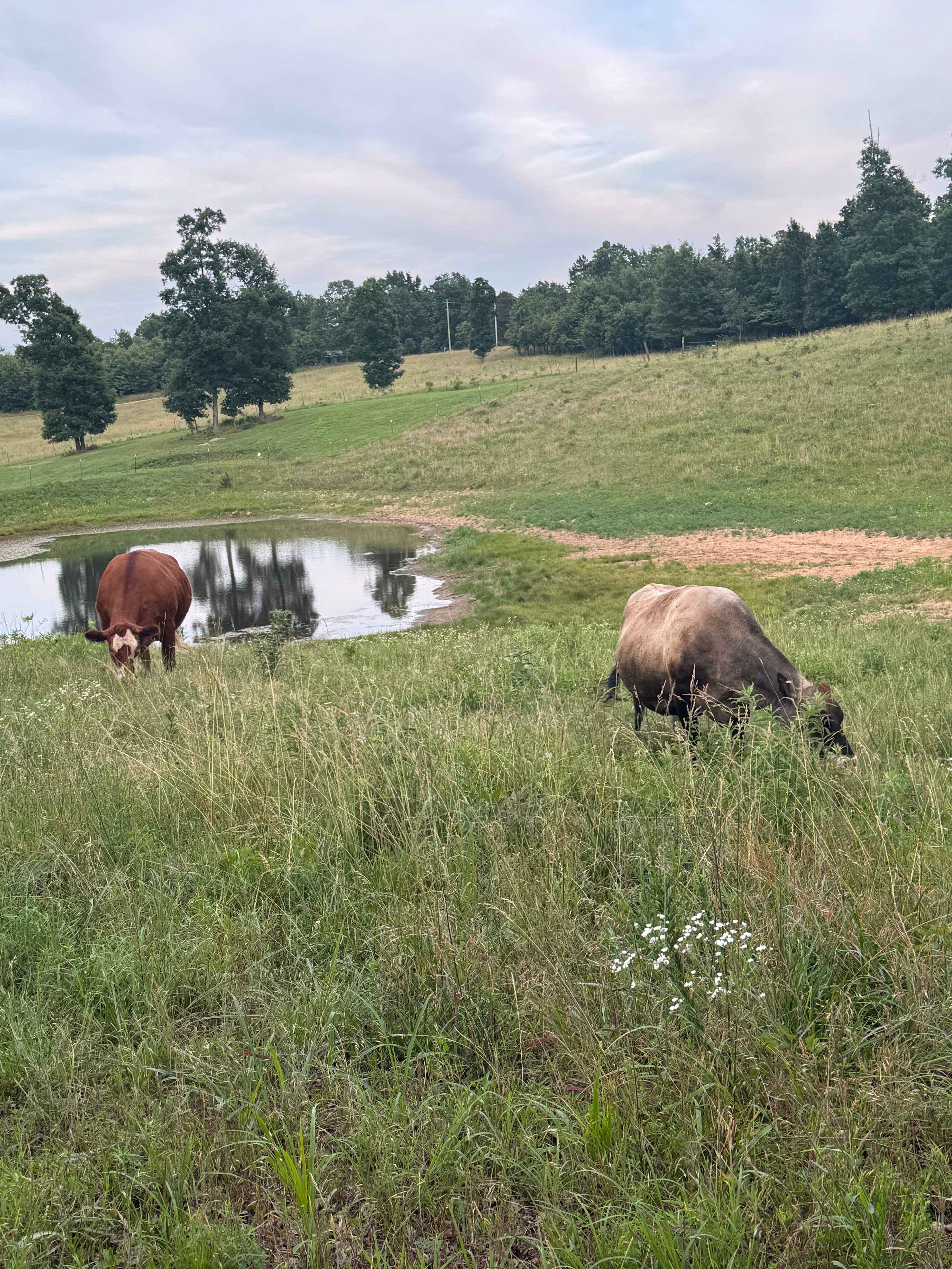 Rolling Buffalo Ranch