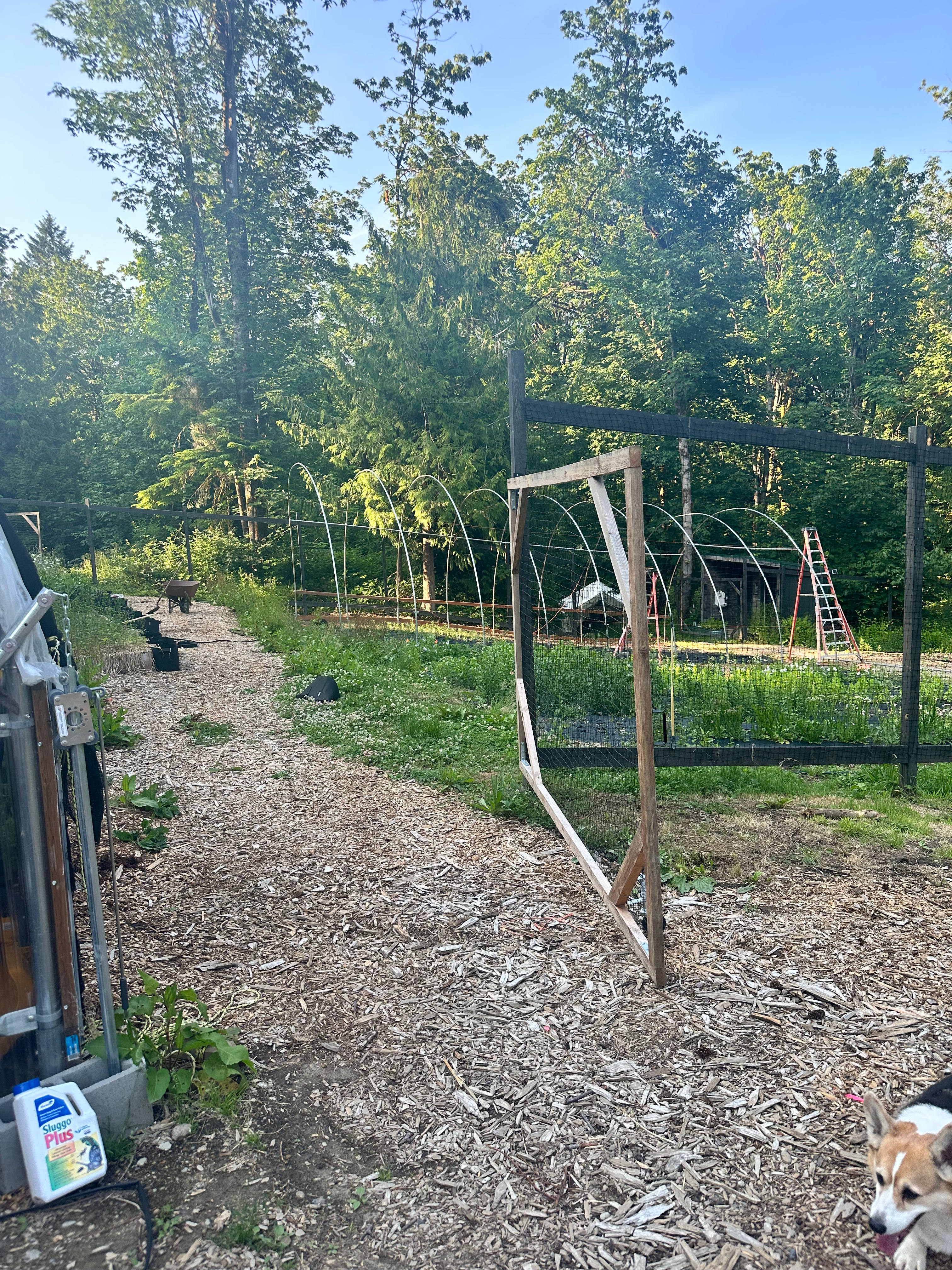A view of part of our flower field which is surrounded by a deer fence to keep our local hooved friends from eating our profits. The gate must remain closed at all times. 