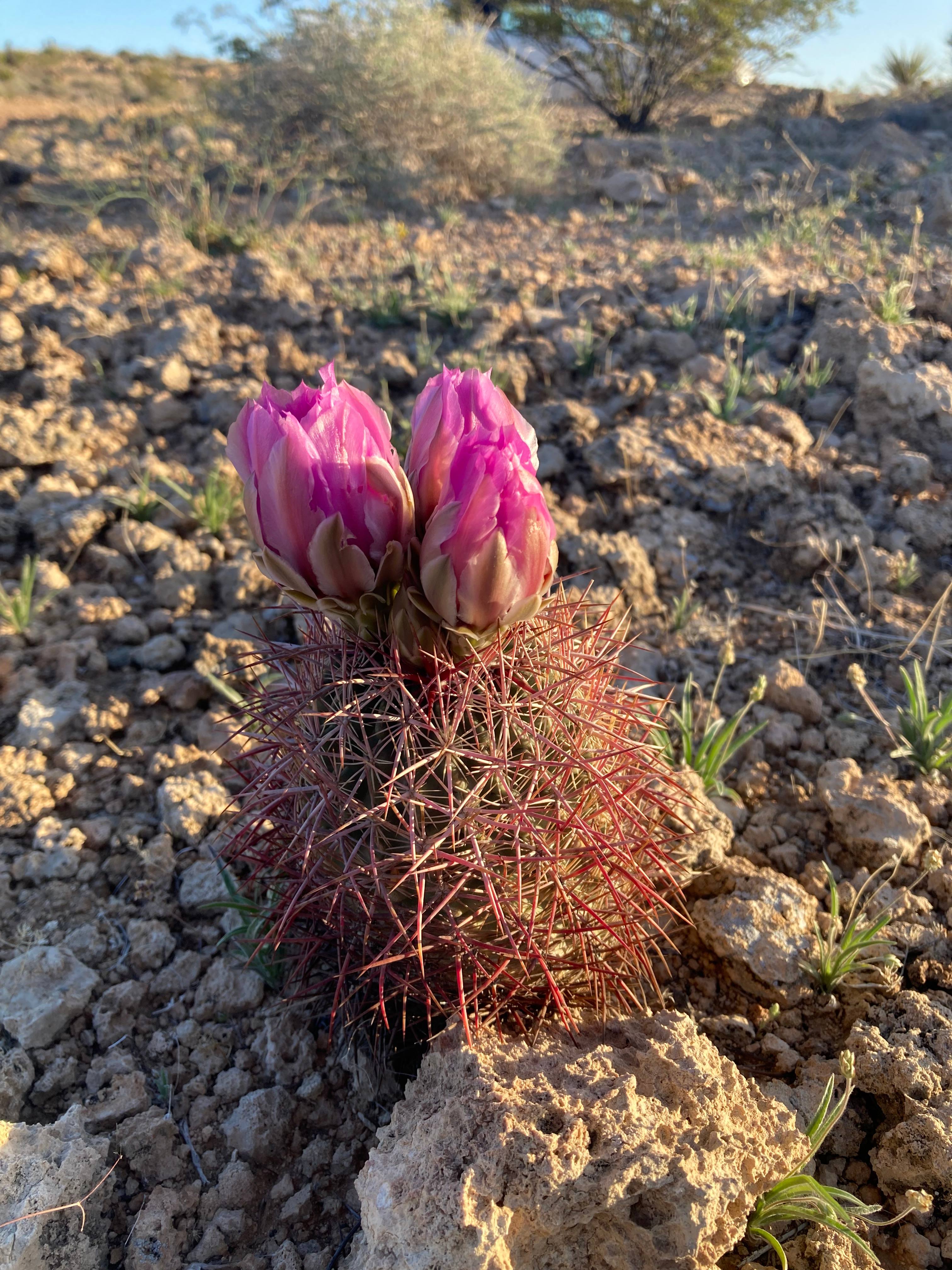 Primitive Desert Camping