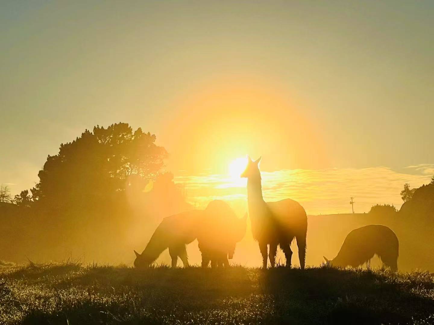 Nature Nest Farm – South Auckland Farm Stay & RV Camping