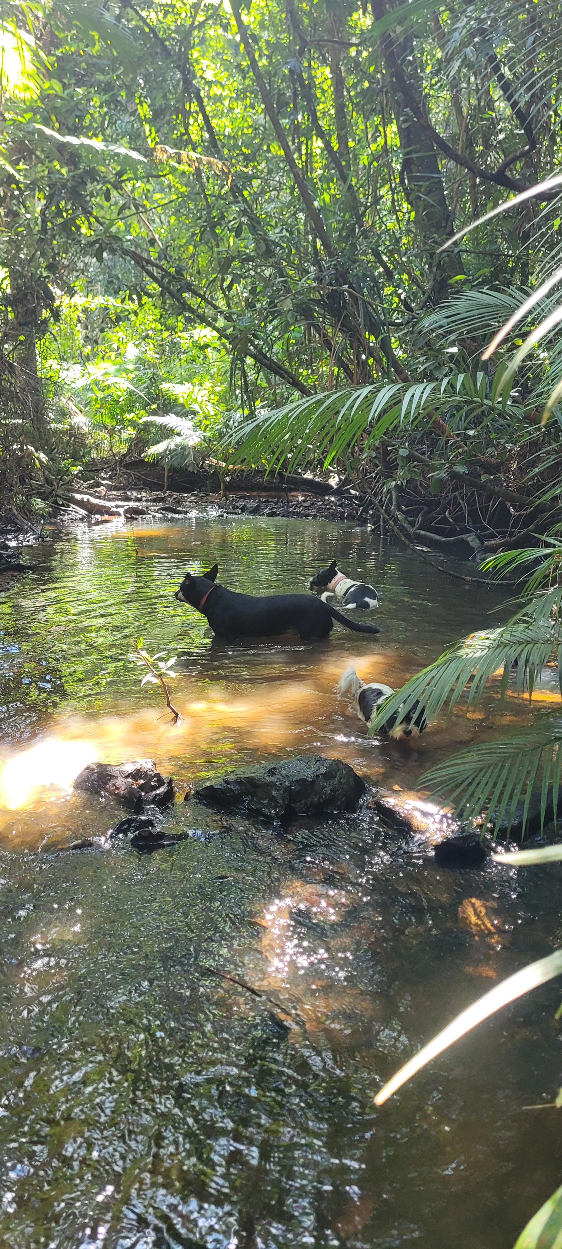 Permaculture and Pup Paradise