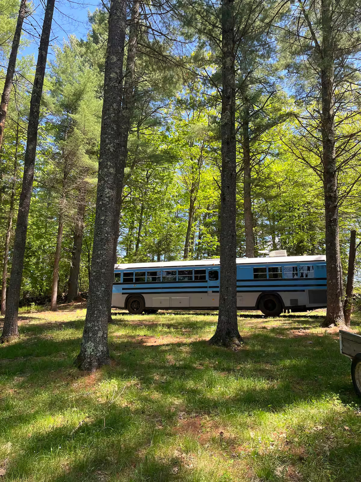 Bluebird in the Pines