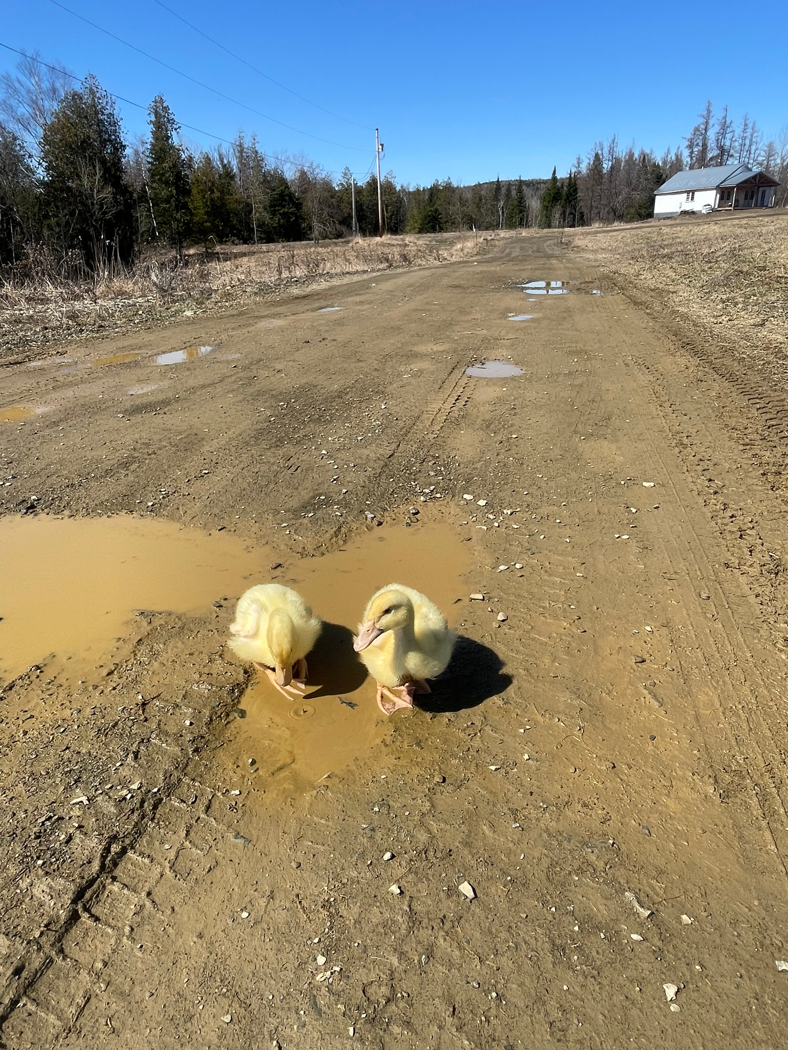 Camp Cryptid Creek