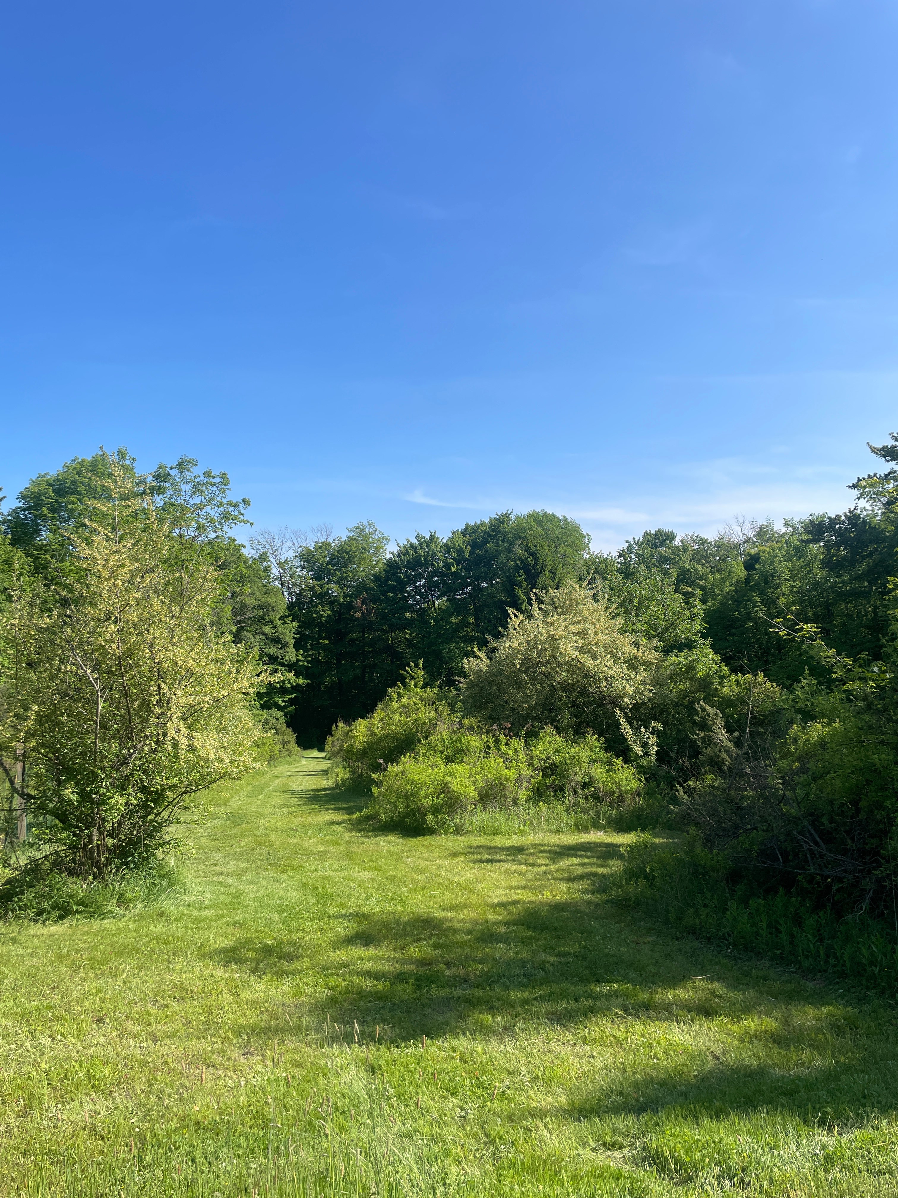 Skyline Woods