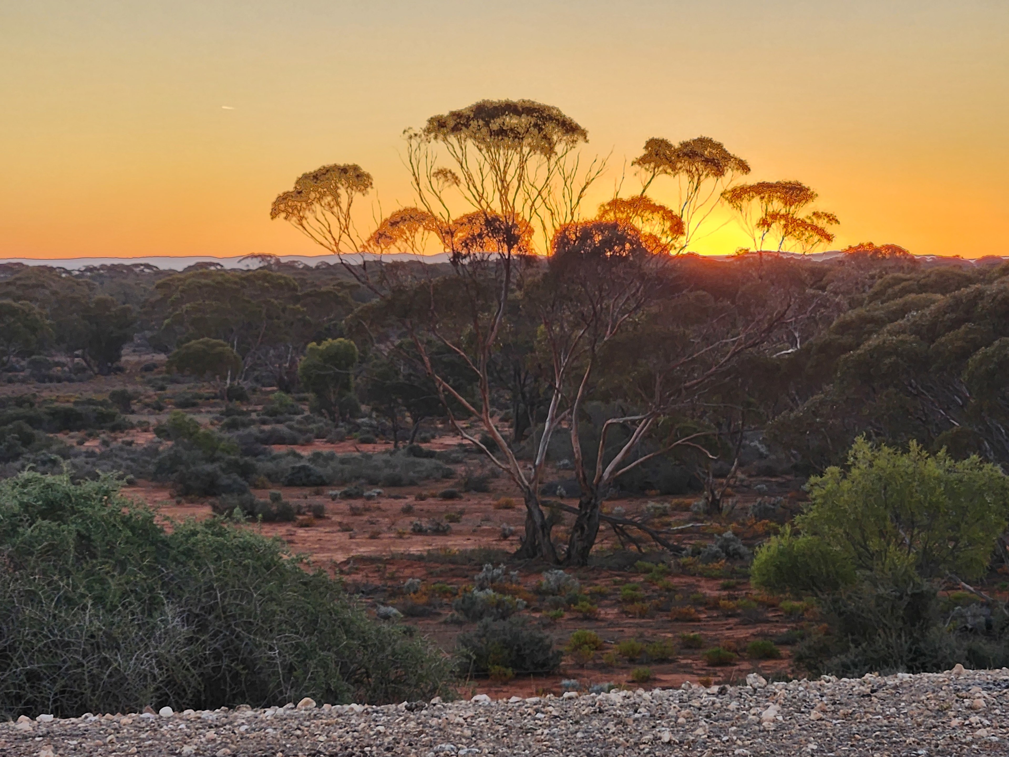 Petticoat Bush Camp