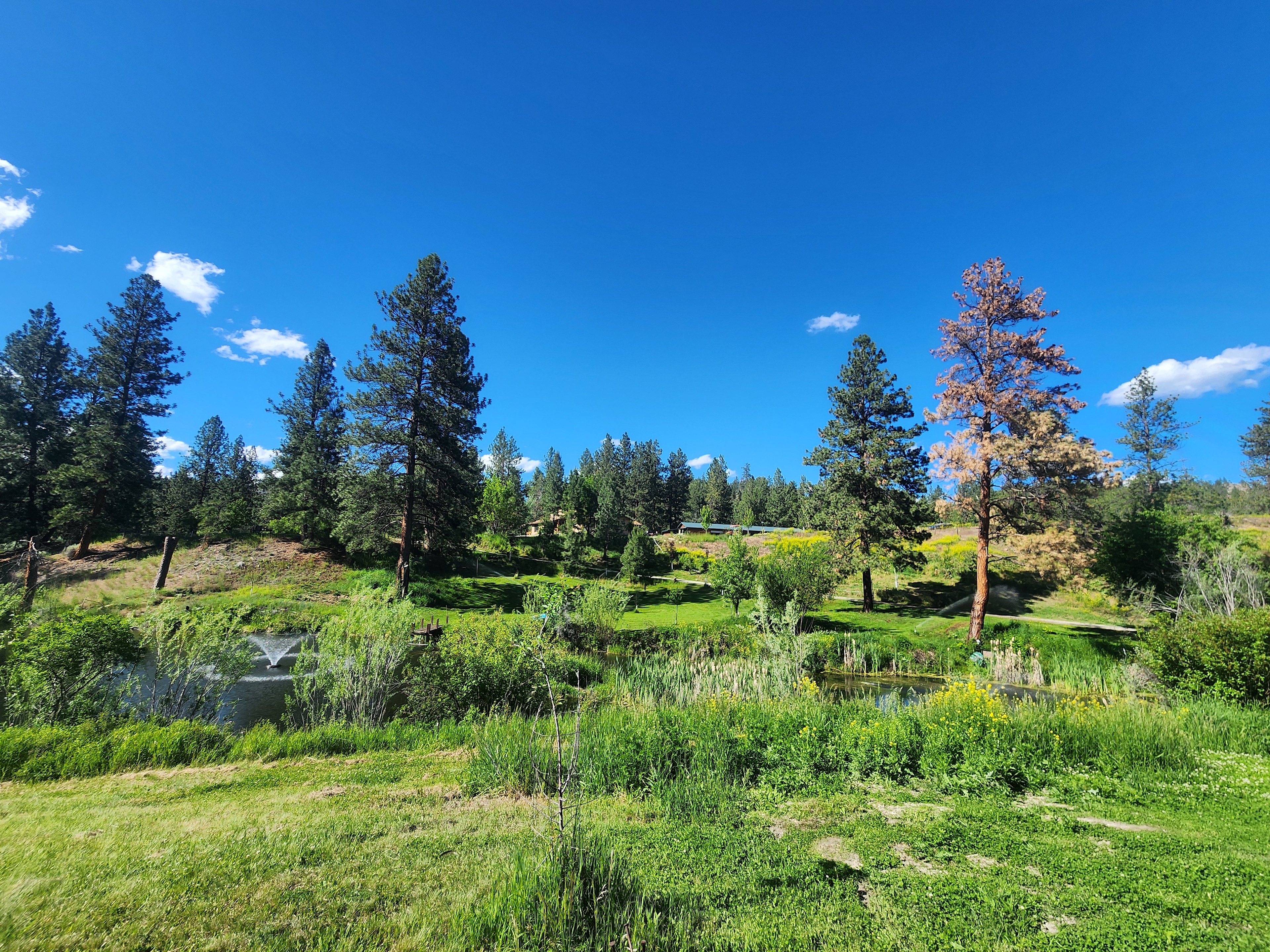 The Pond @ Sapphire Meadows