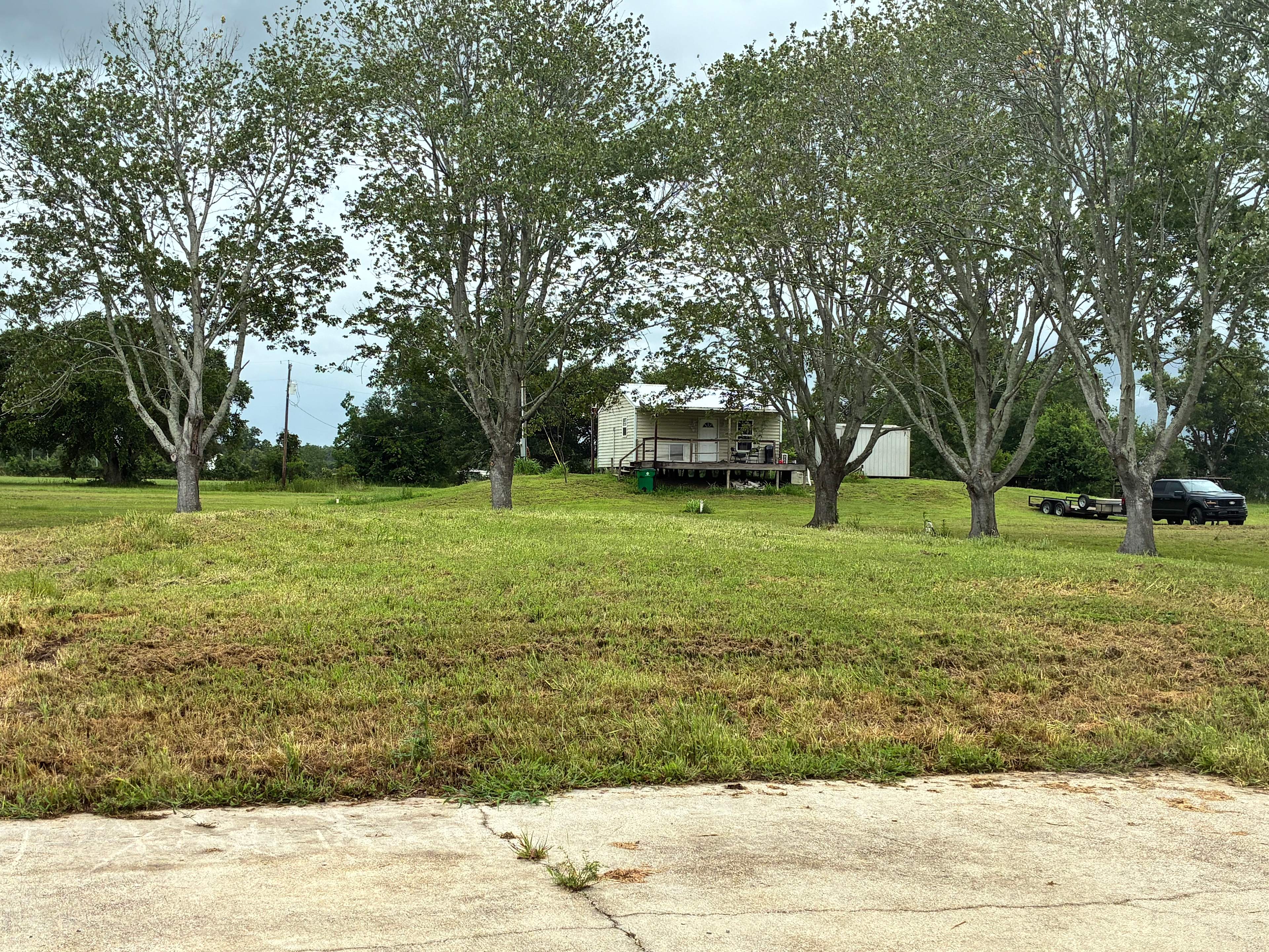 Palmetto ponderosa