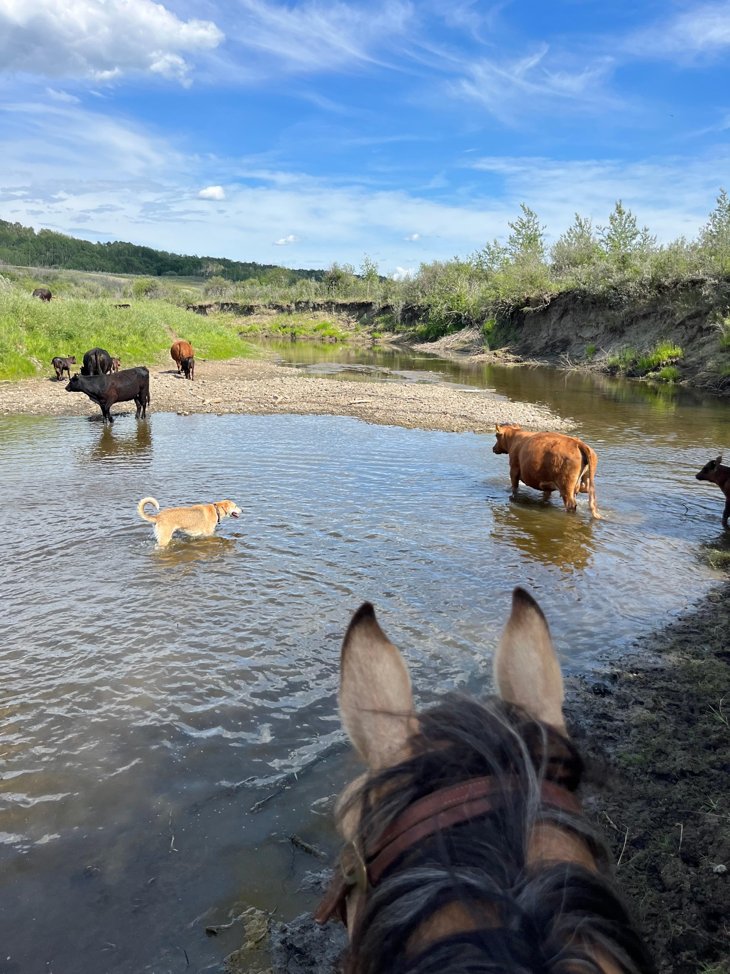 Cattle, horses and dogs enjoying the property 
