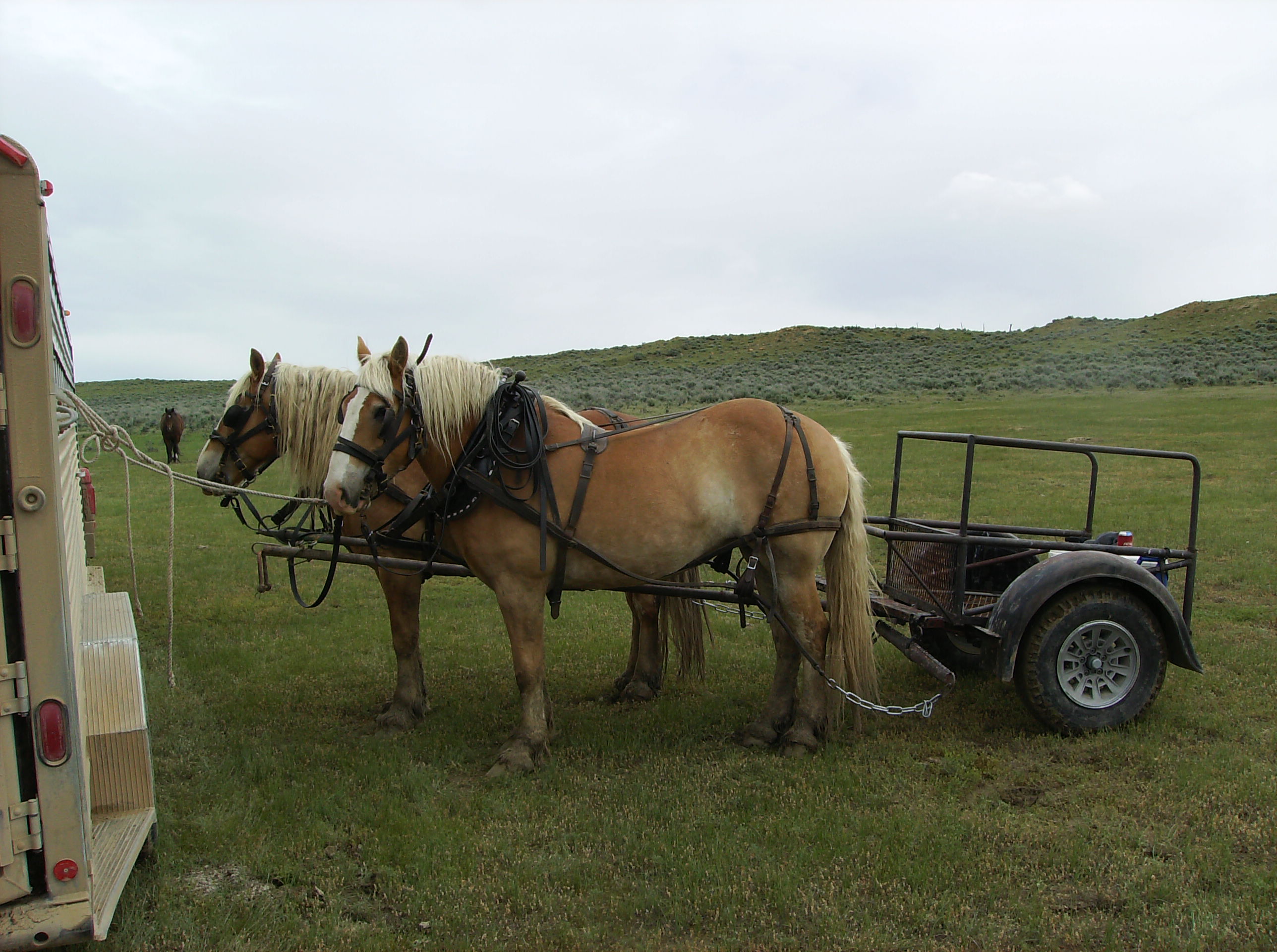 Nannette's Cowboy Range RV Camp