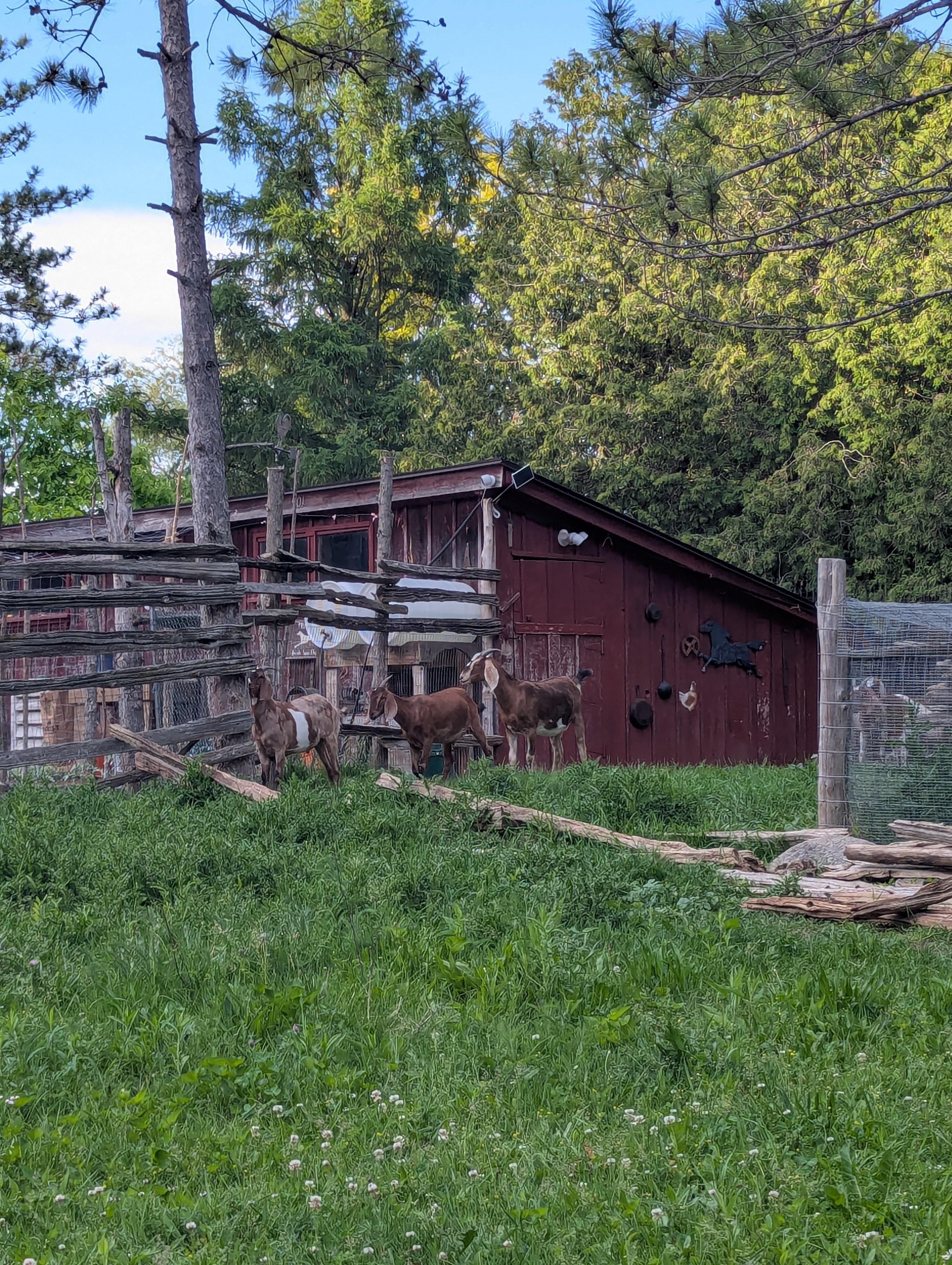 Goats and Gardens