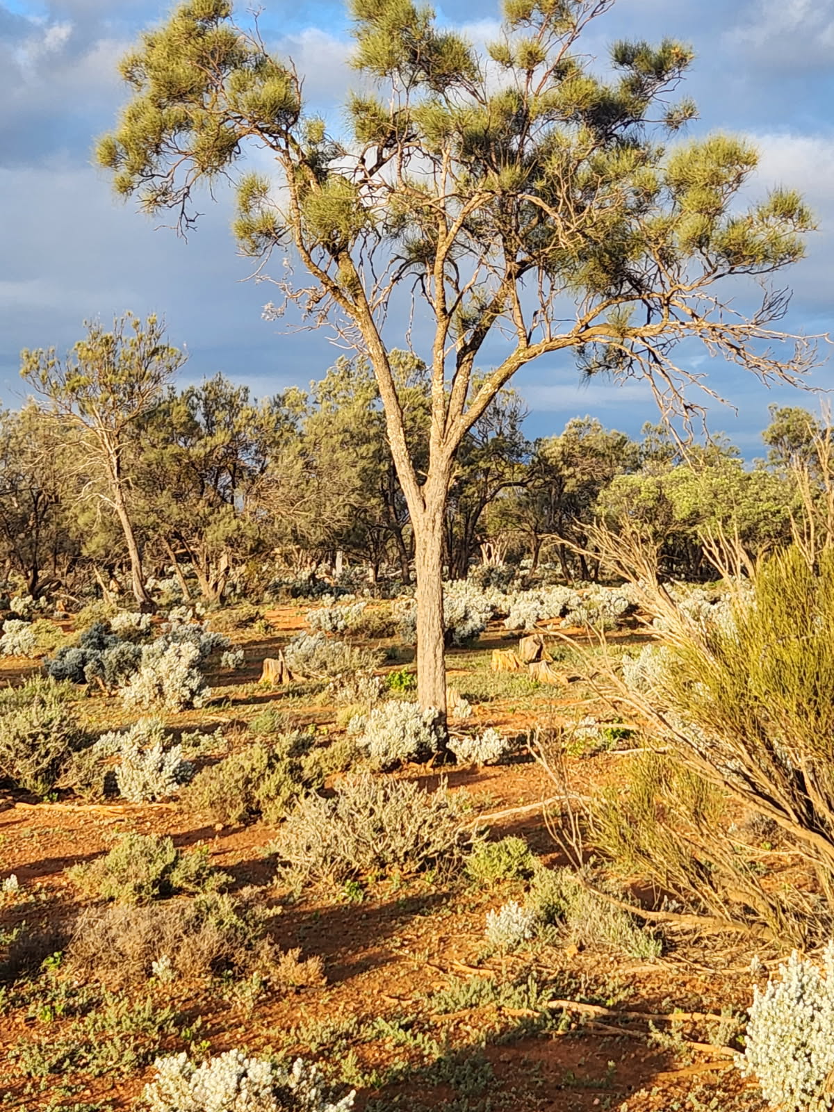 Petticoat Bush Camp