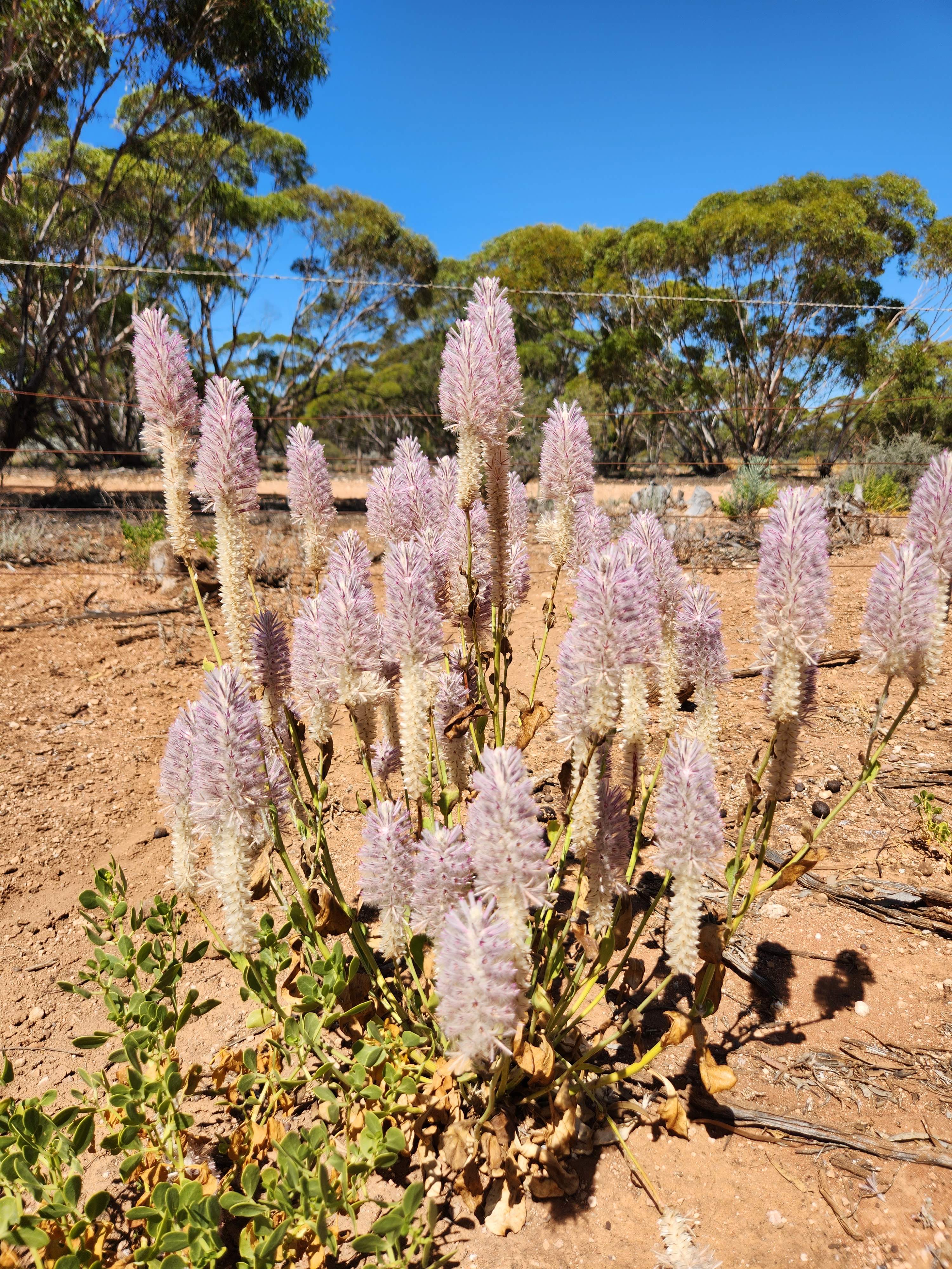 Petticoat Bush Camp