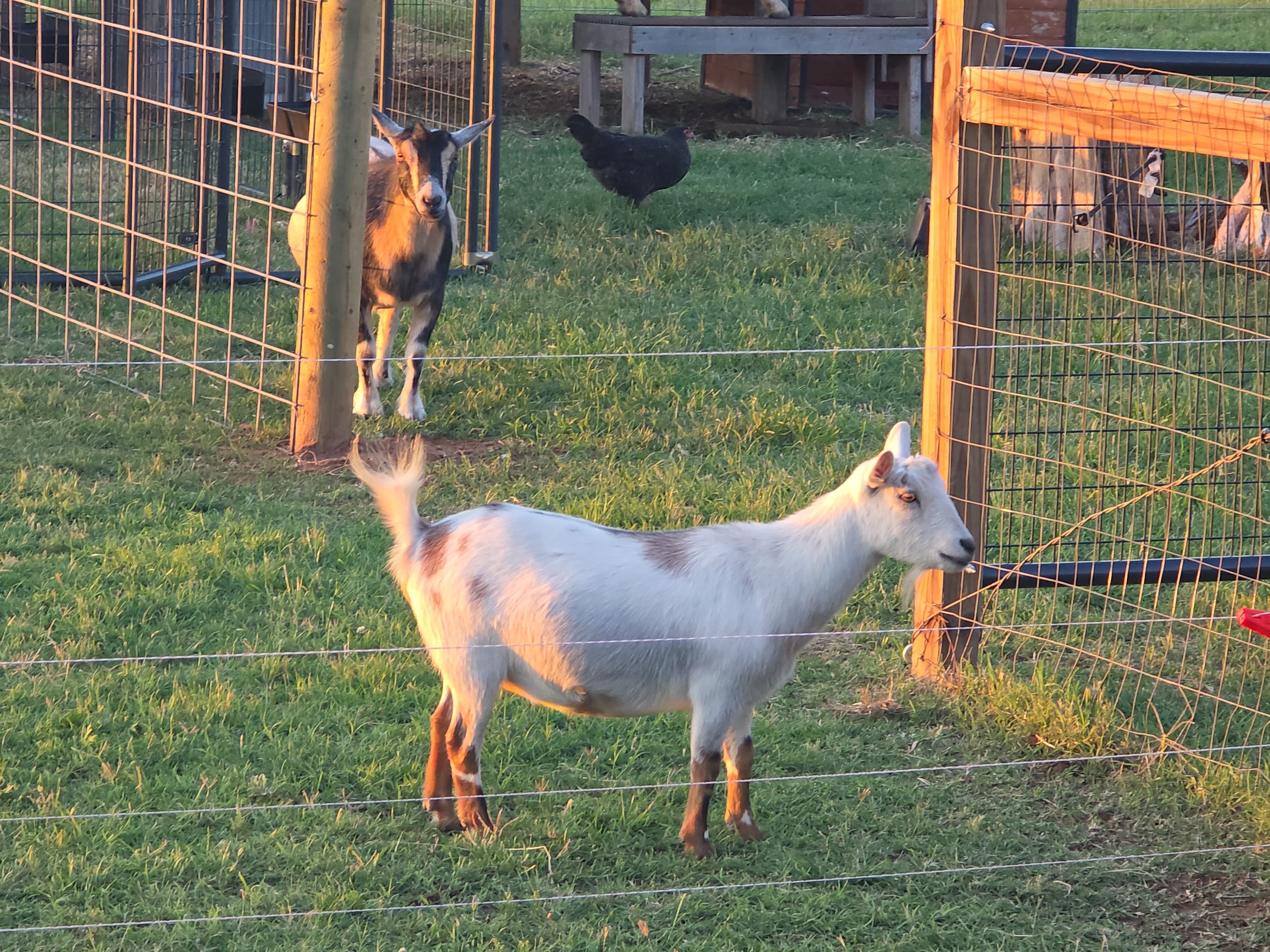 Evergreen Pasture