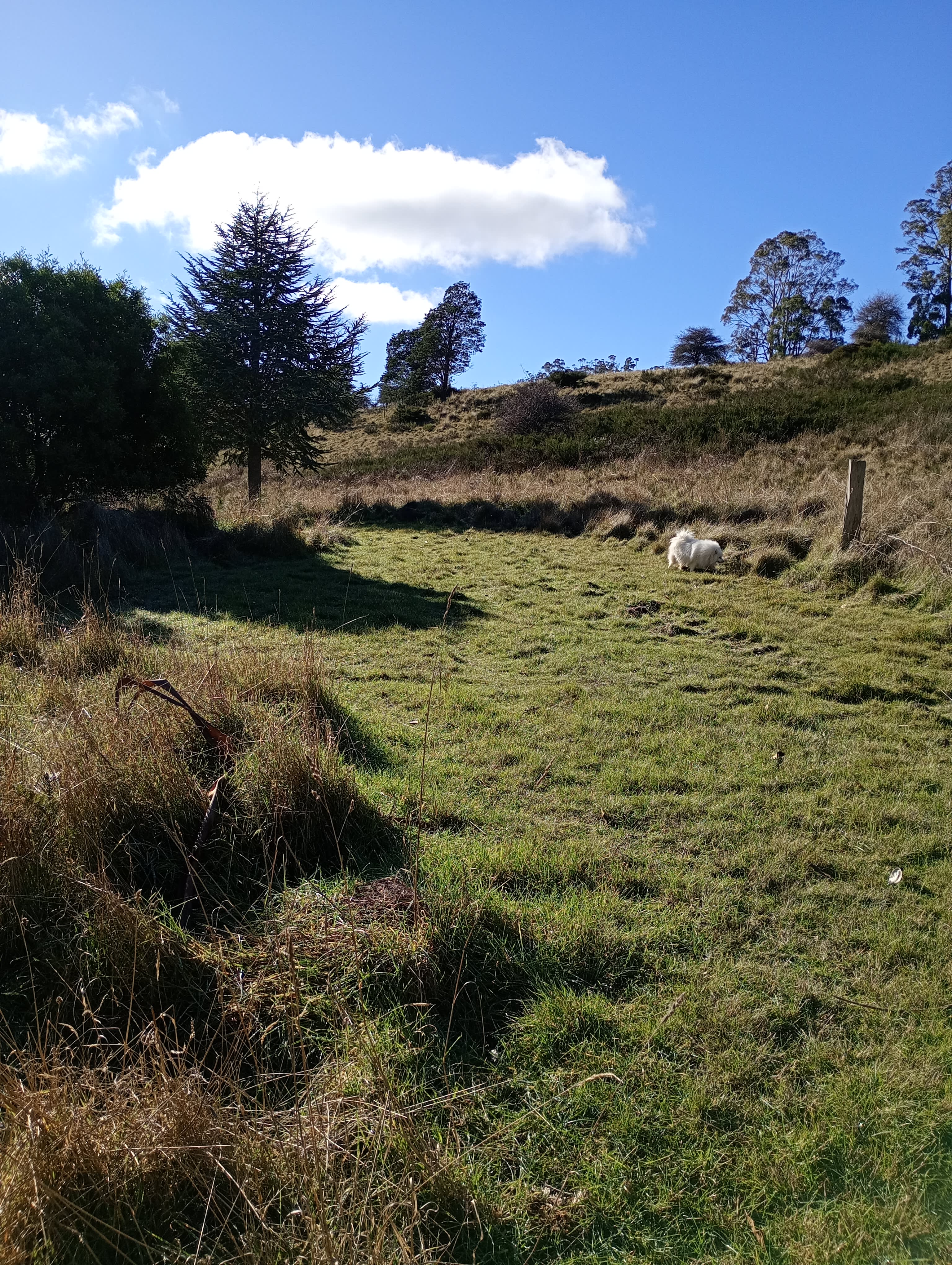 On The Hill in Patersonia campground
