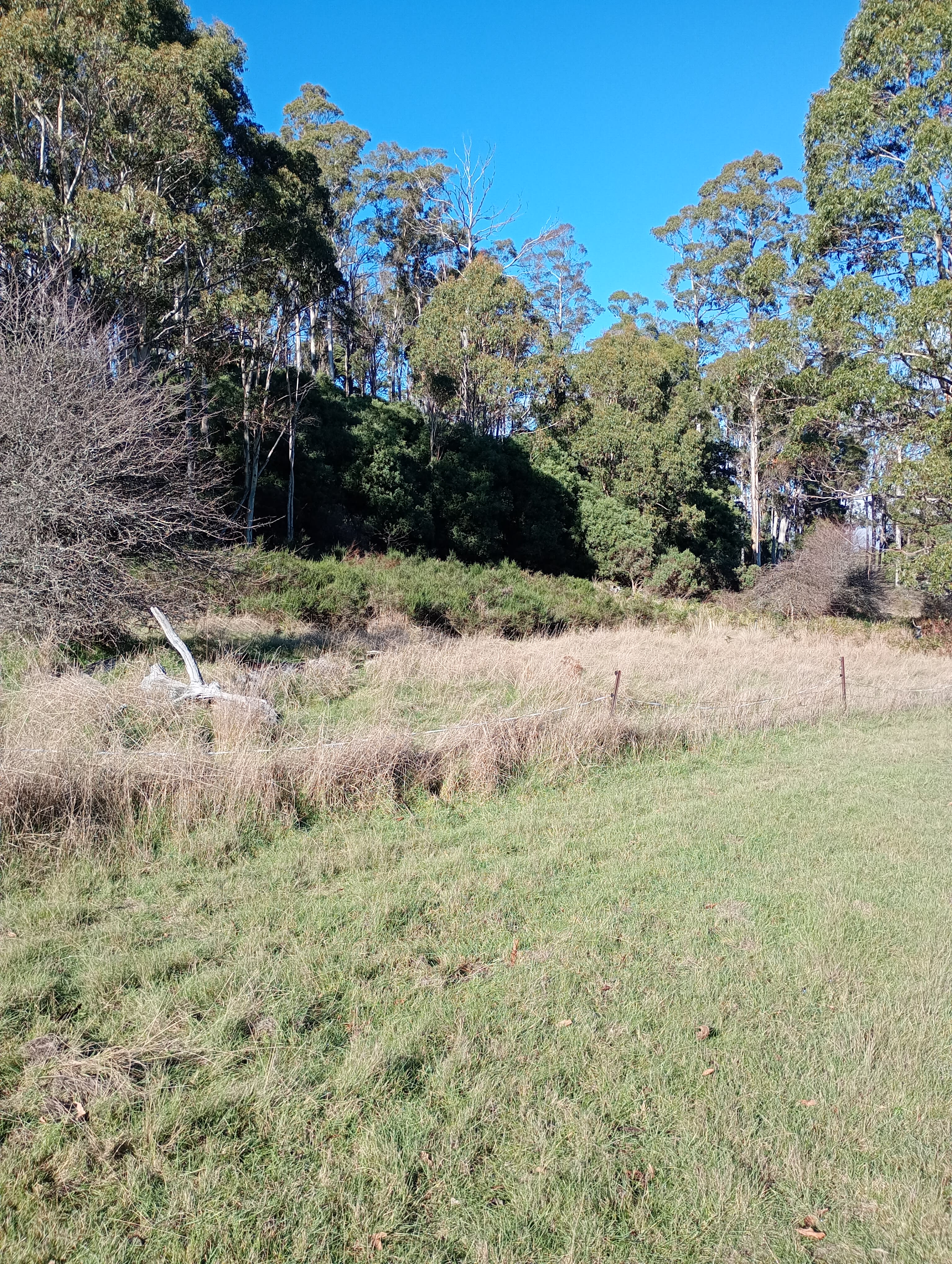 On The Hill in Patersonia campground