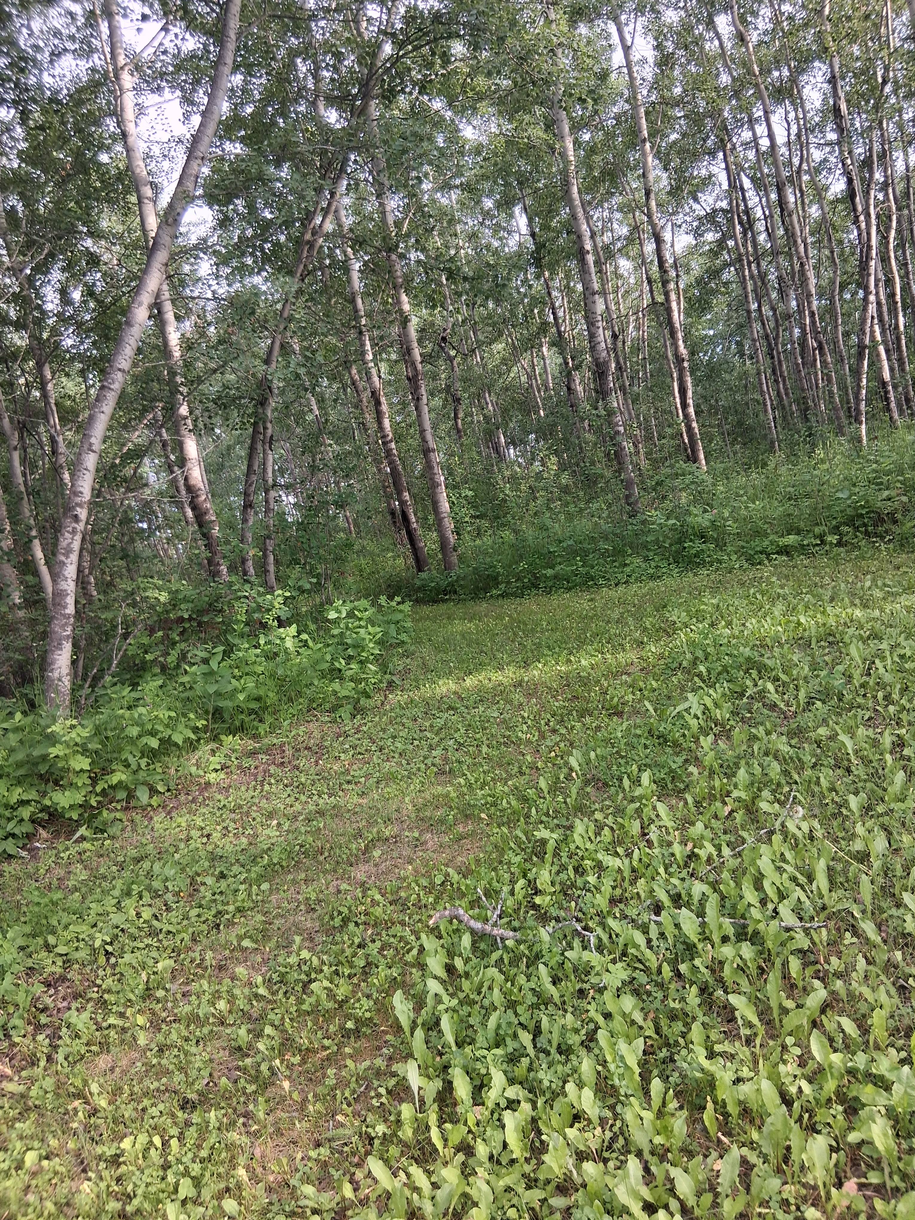 These trails are a great place for seniors to walk kiddos to play Hide and Go Seek.