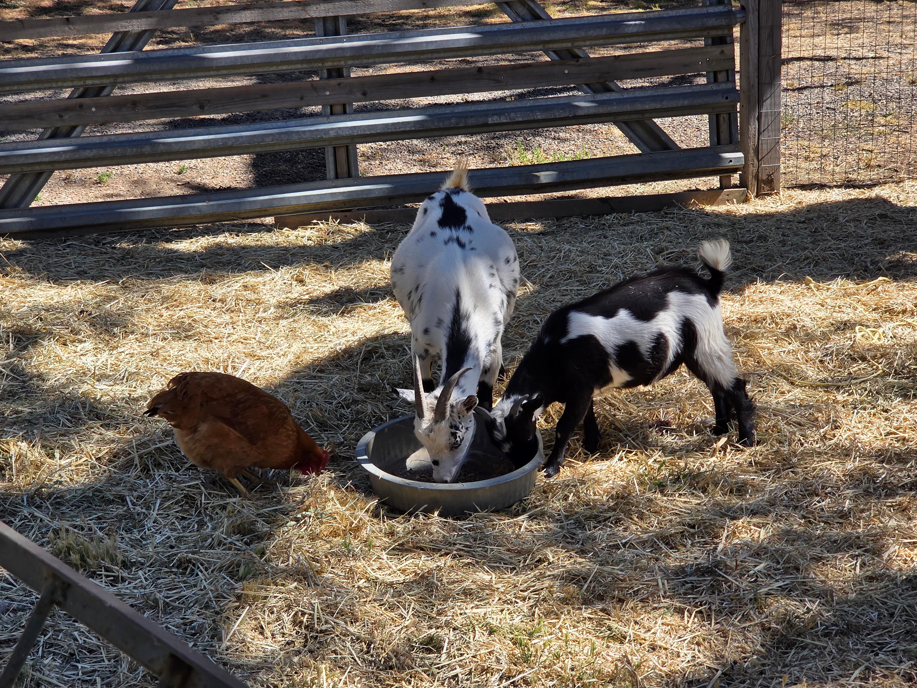 Two Toe Ranch Goat Farm