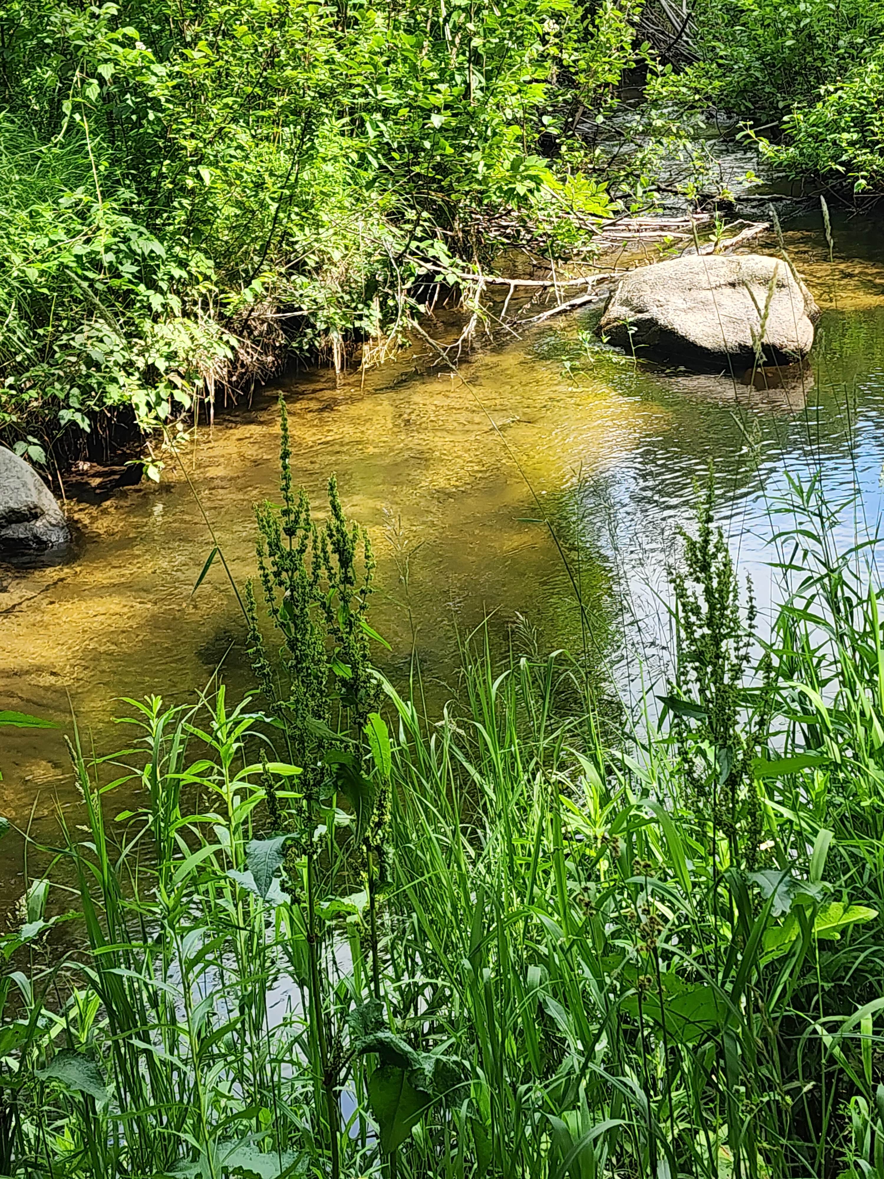 Peaceful sandy bottom Jackson Creek runs through...
