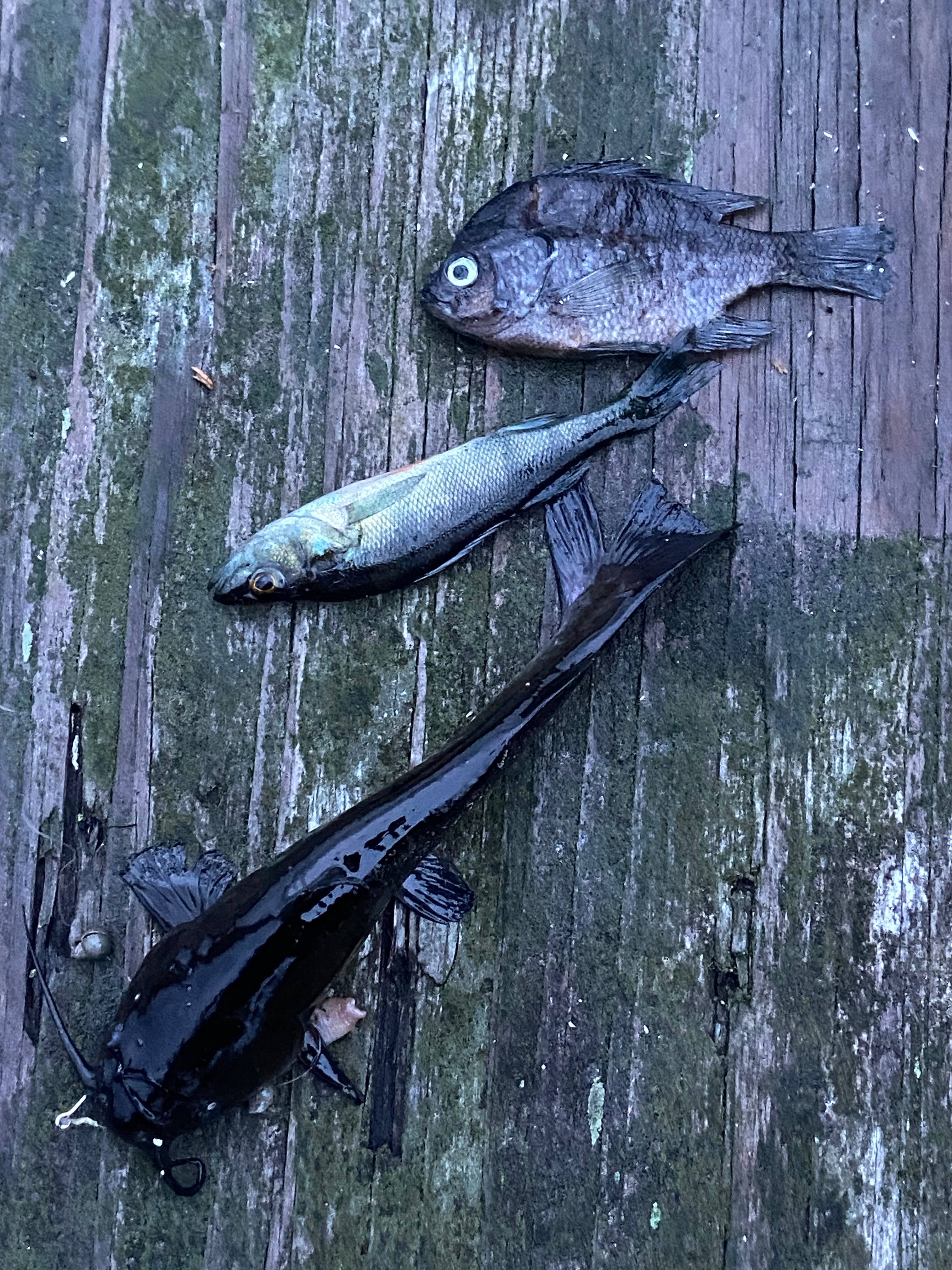 Garlinghouse Lake #1