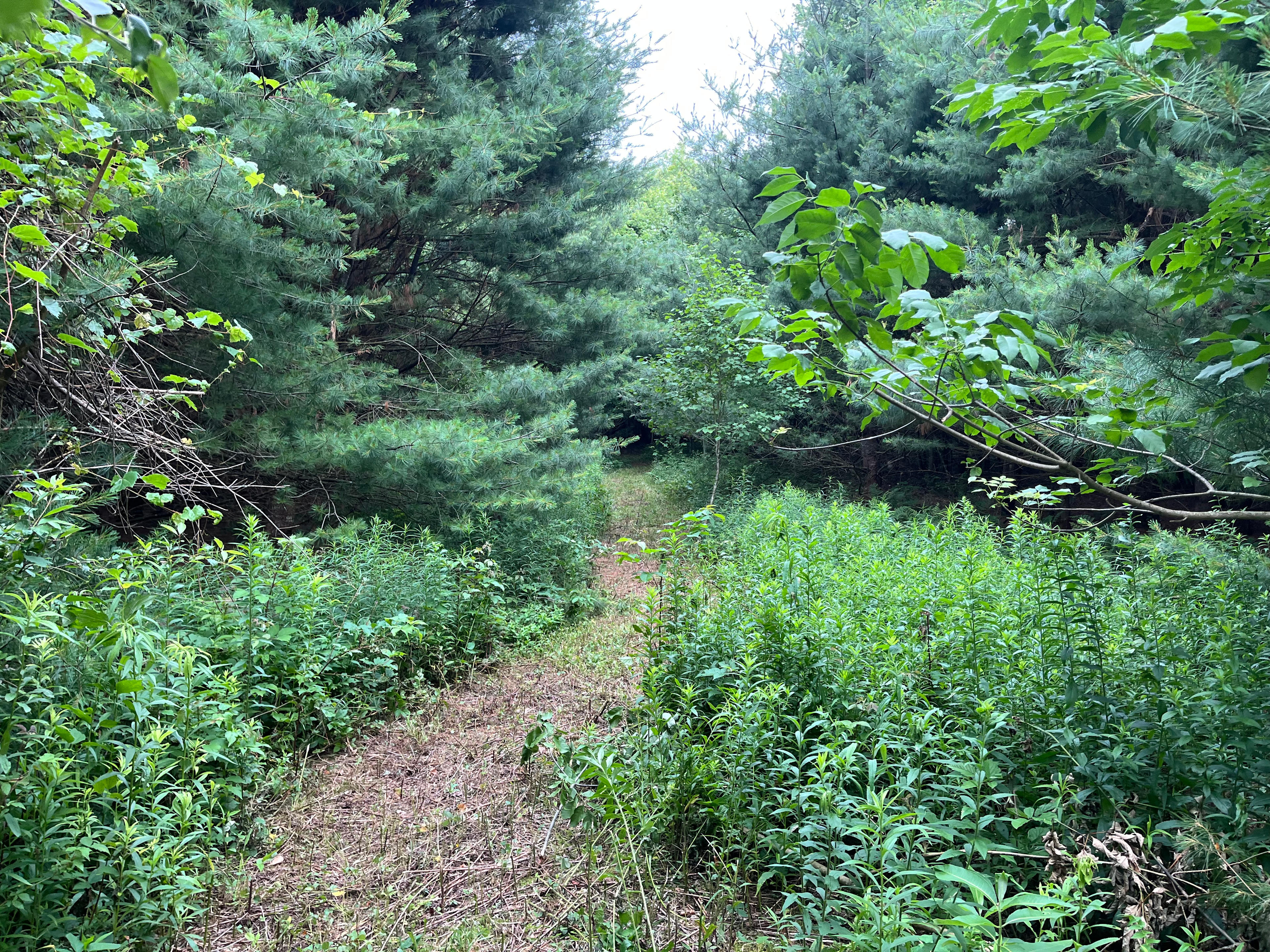 Whispering pines Camp