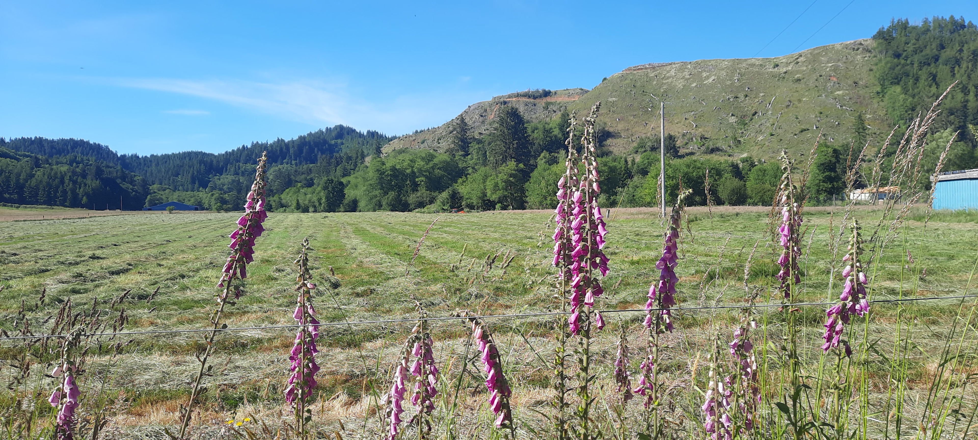 Open field 
