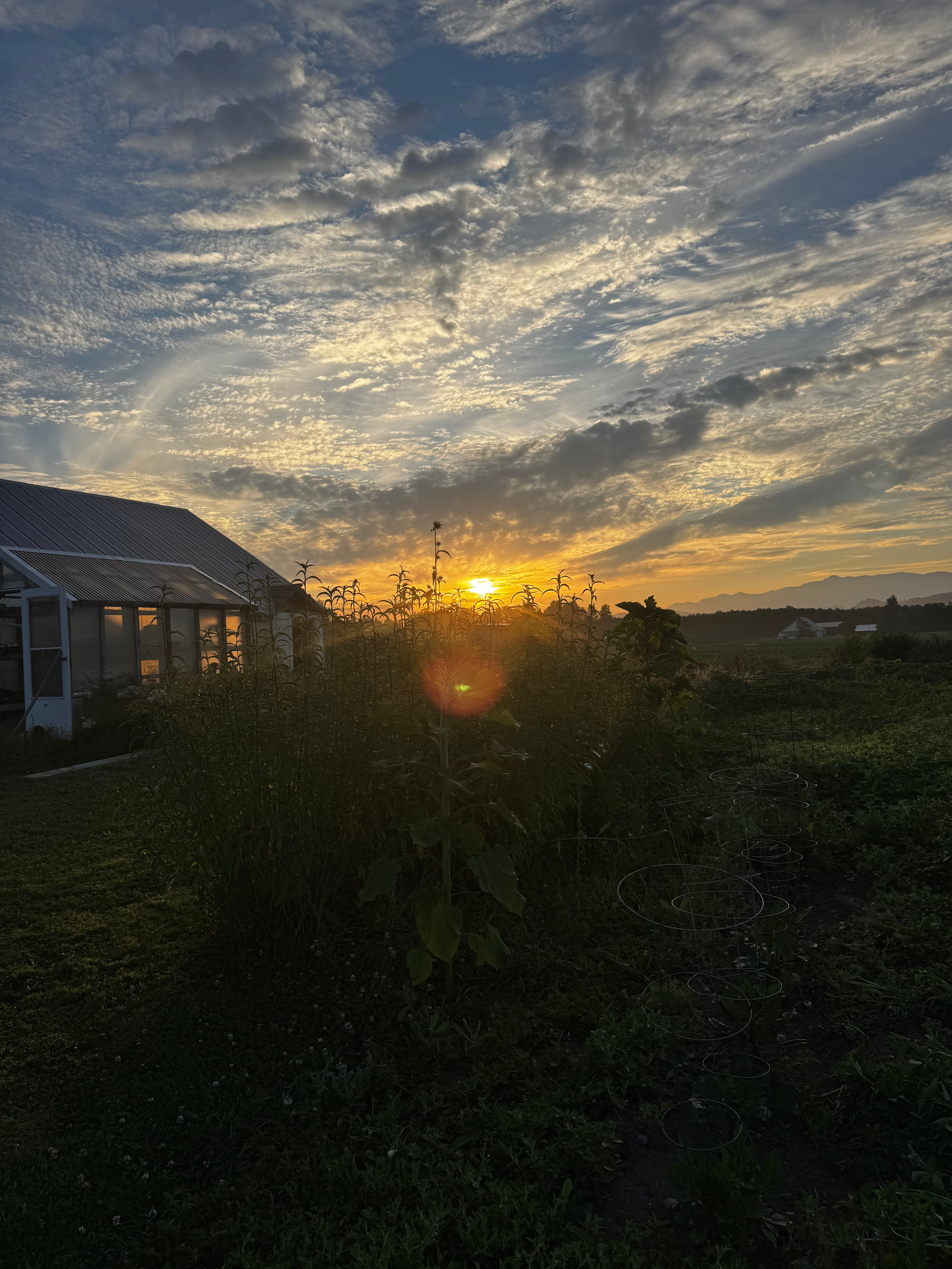 Sunrise in the garden