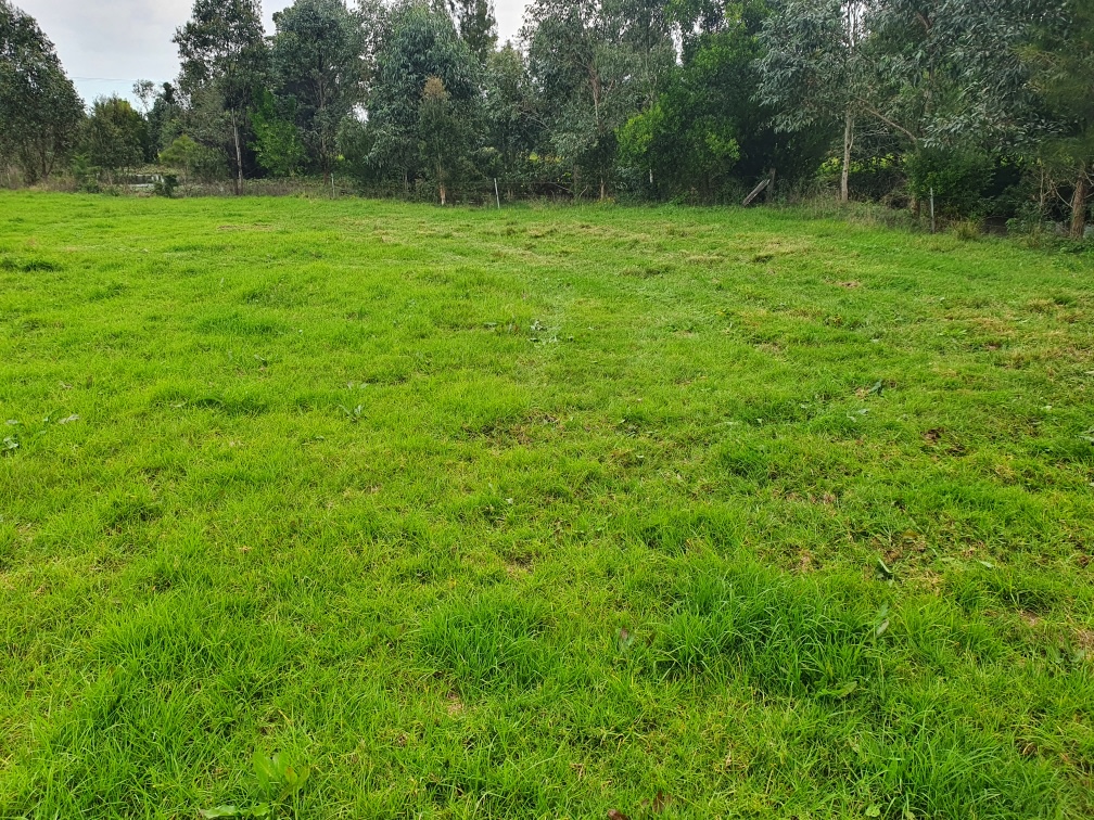 Greengates - Off Leash Dog-Friendly Camping | Campfires | Northern Rivers
