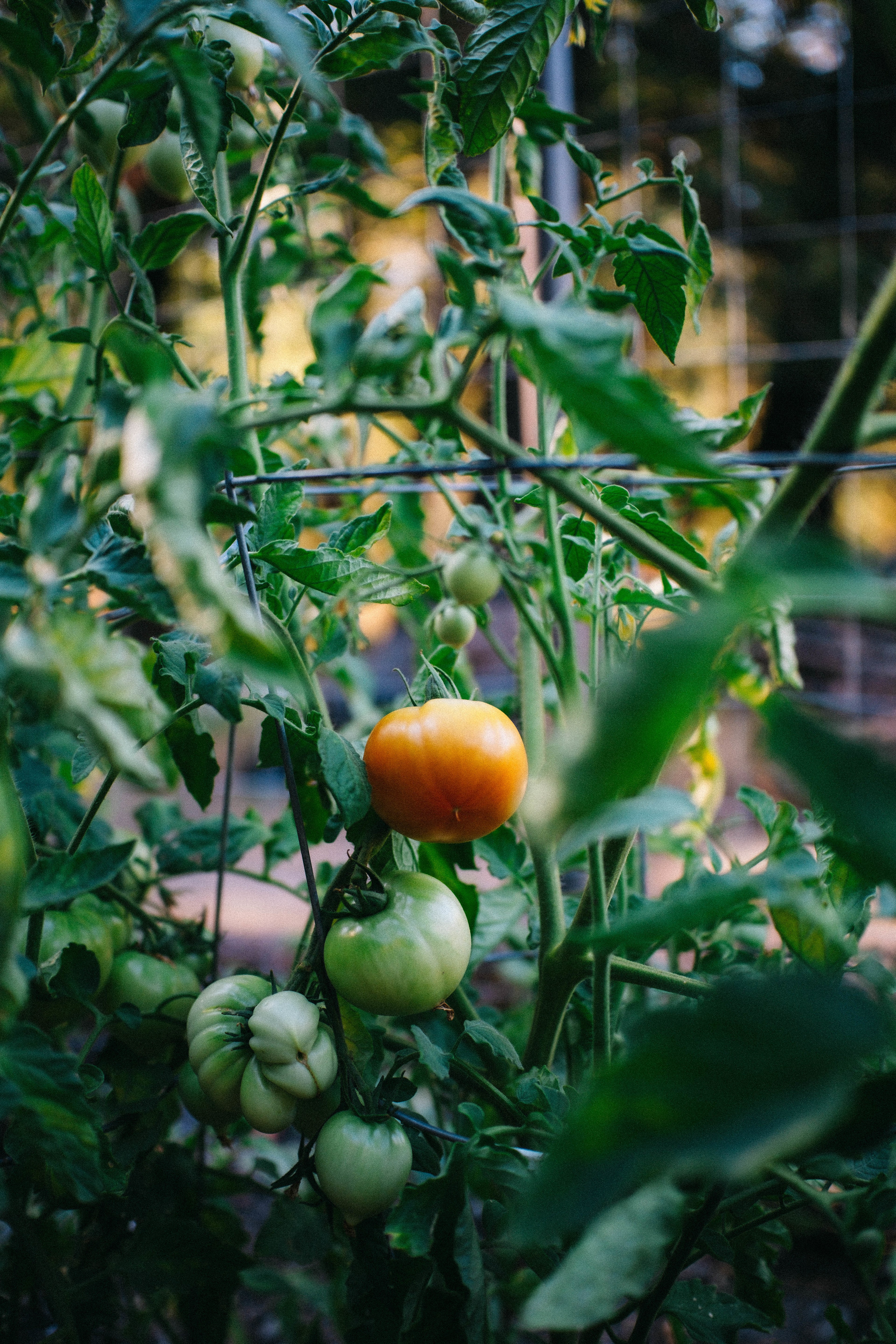 tomatoes from the garden