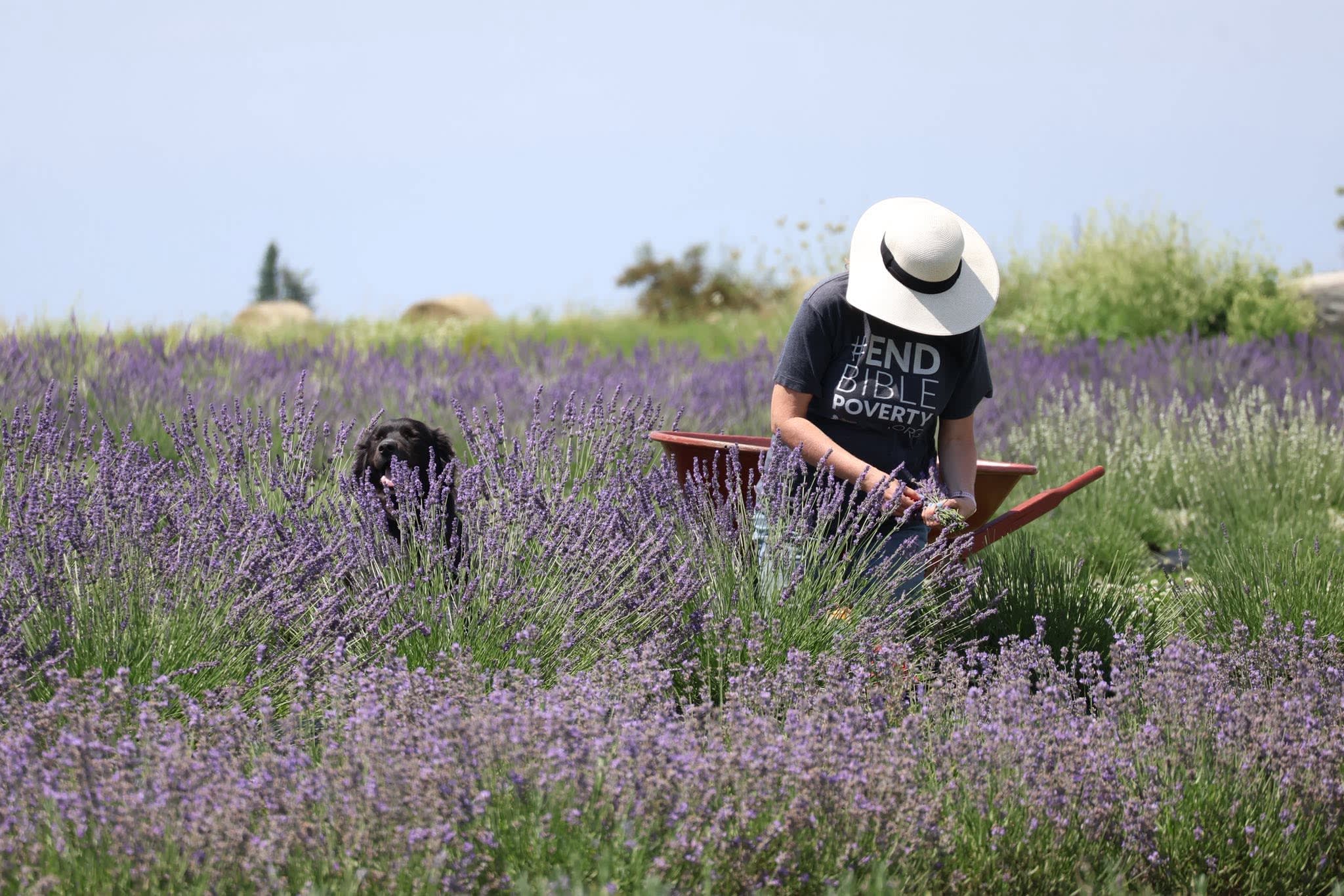 MI Lavender Farm & Bike Path