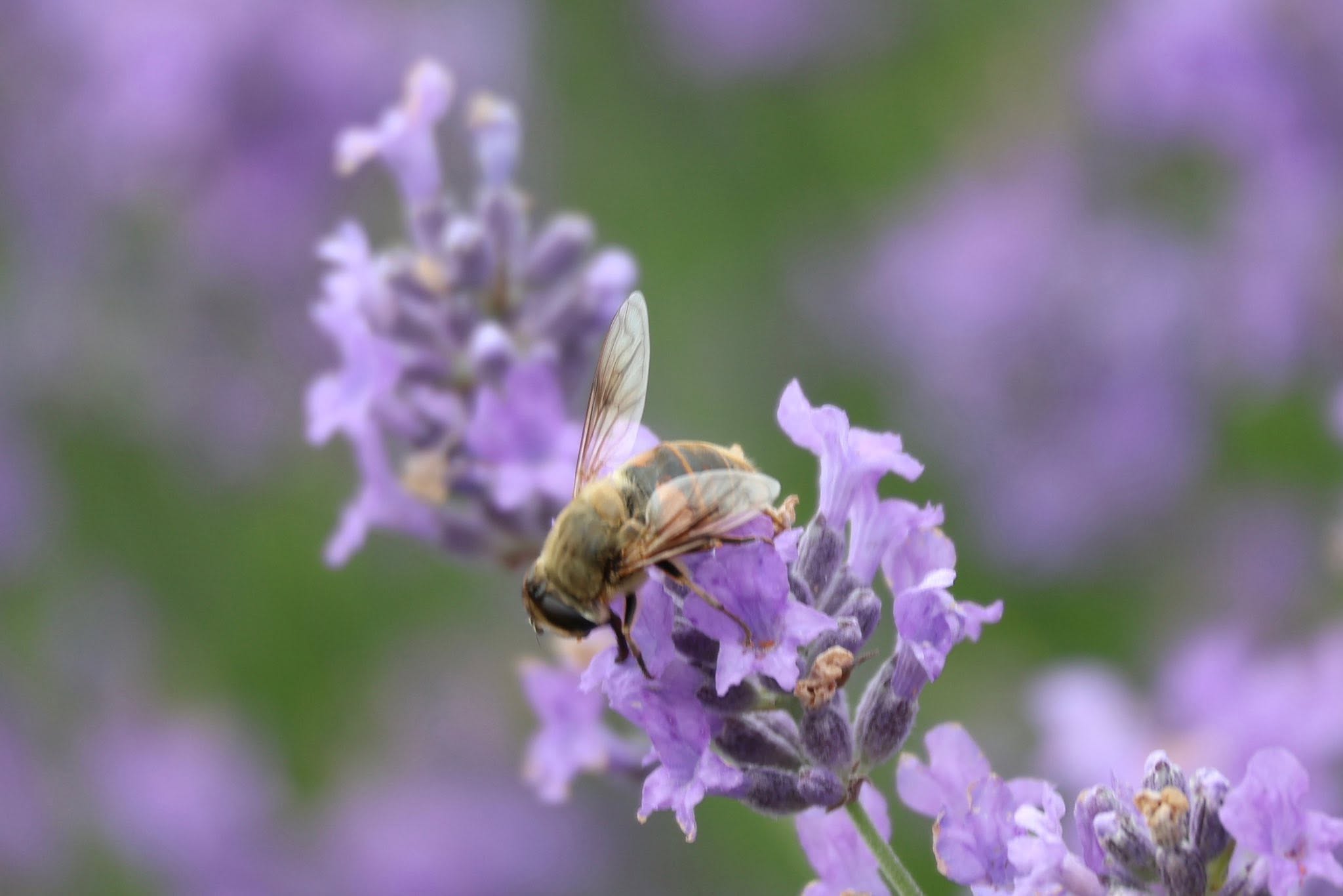 MI Lavender Farm & Bike Path