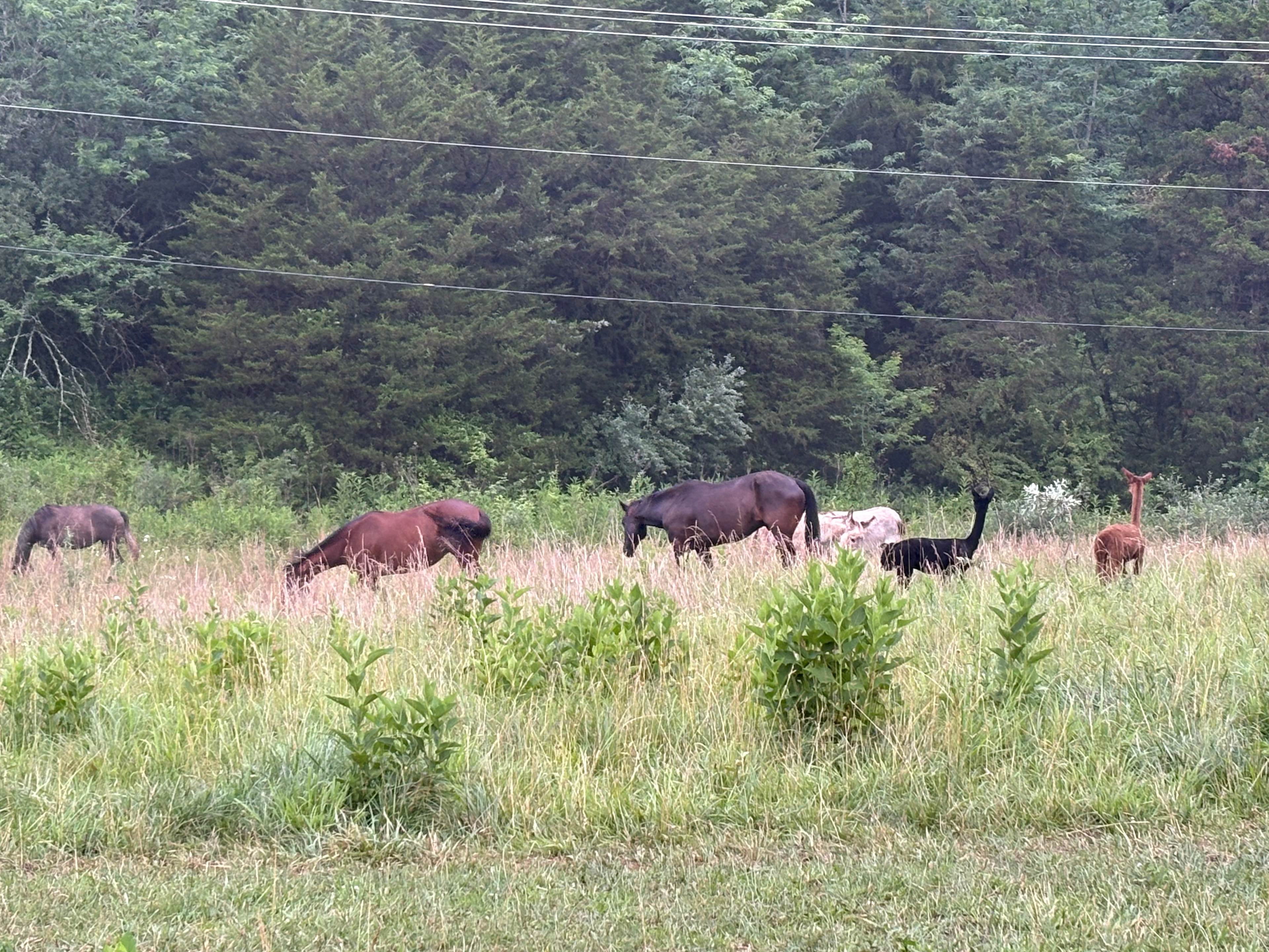Imagine joining the herd and sleeping amongst these majestic creatures!