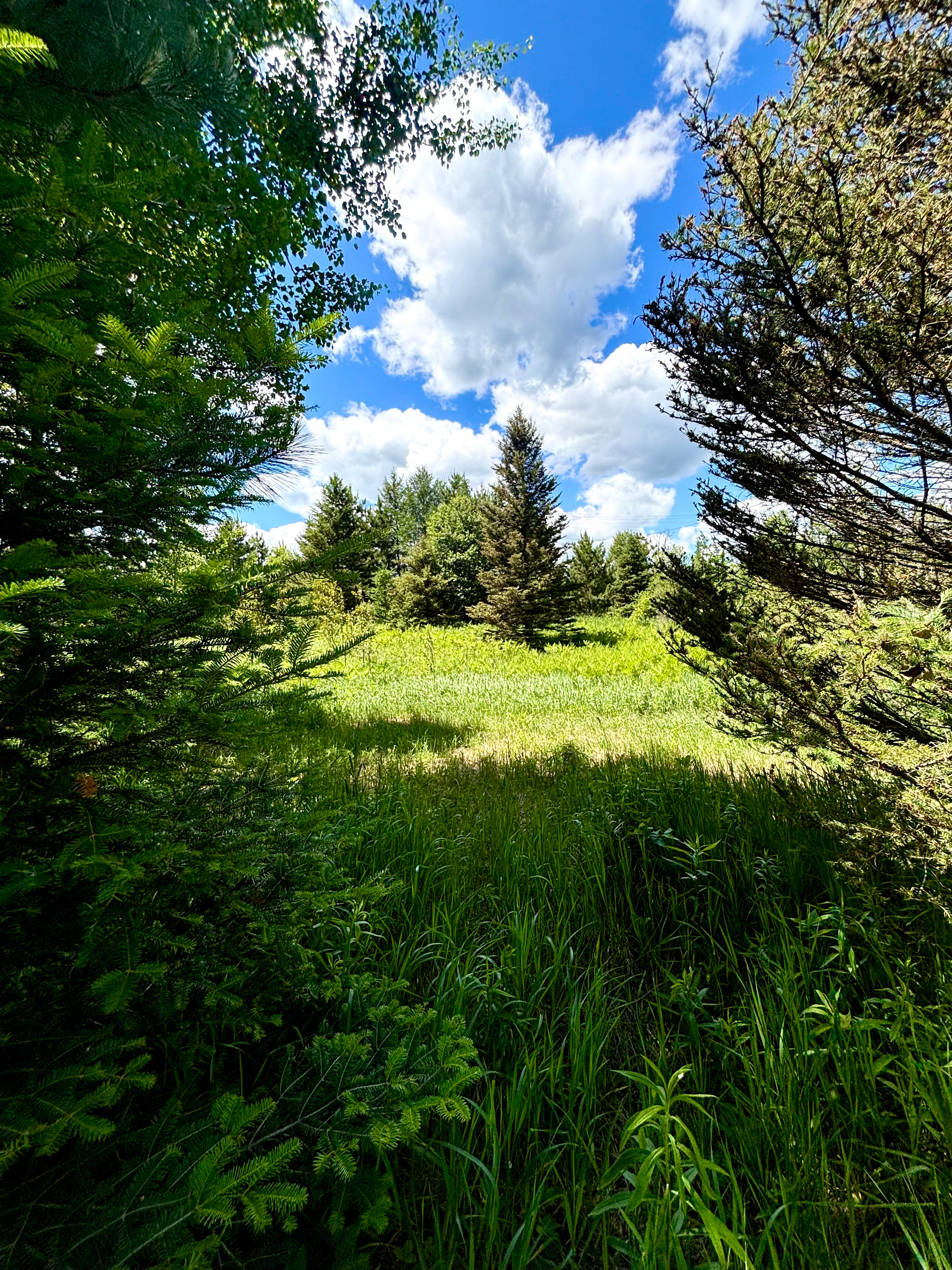 North 41 Place & Woodland Meadows