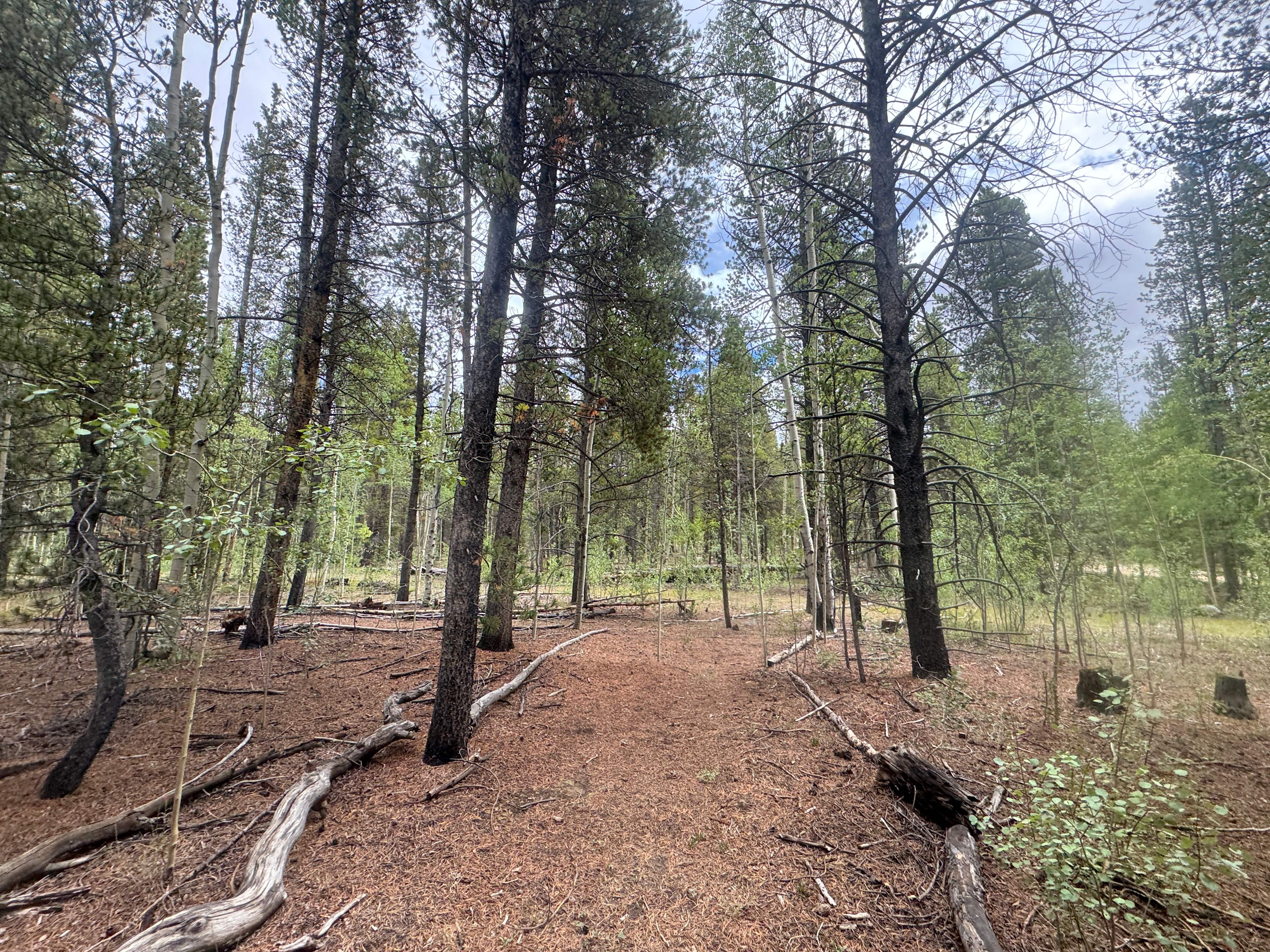 Trail