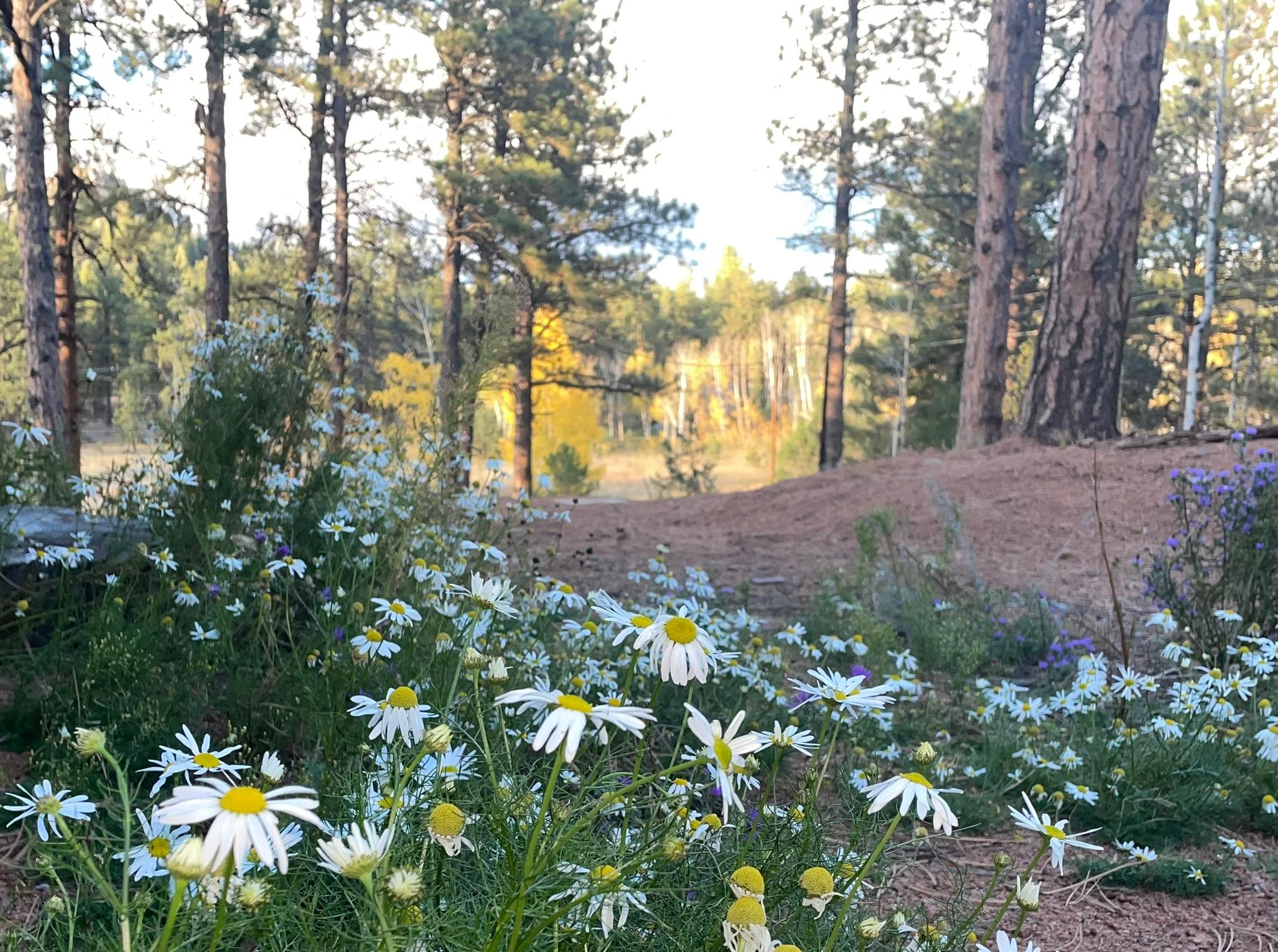 Camp Echo