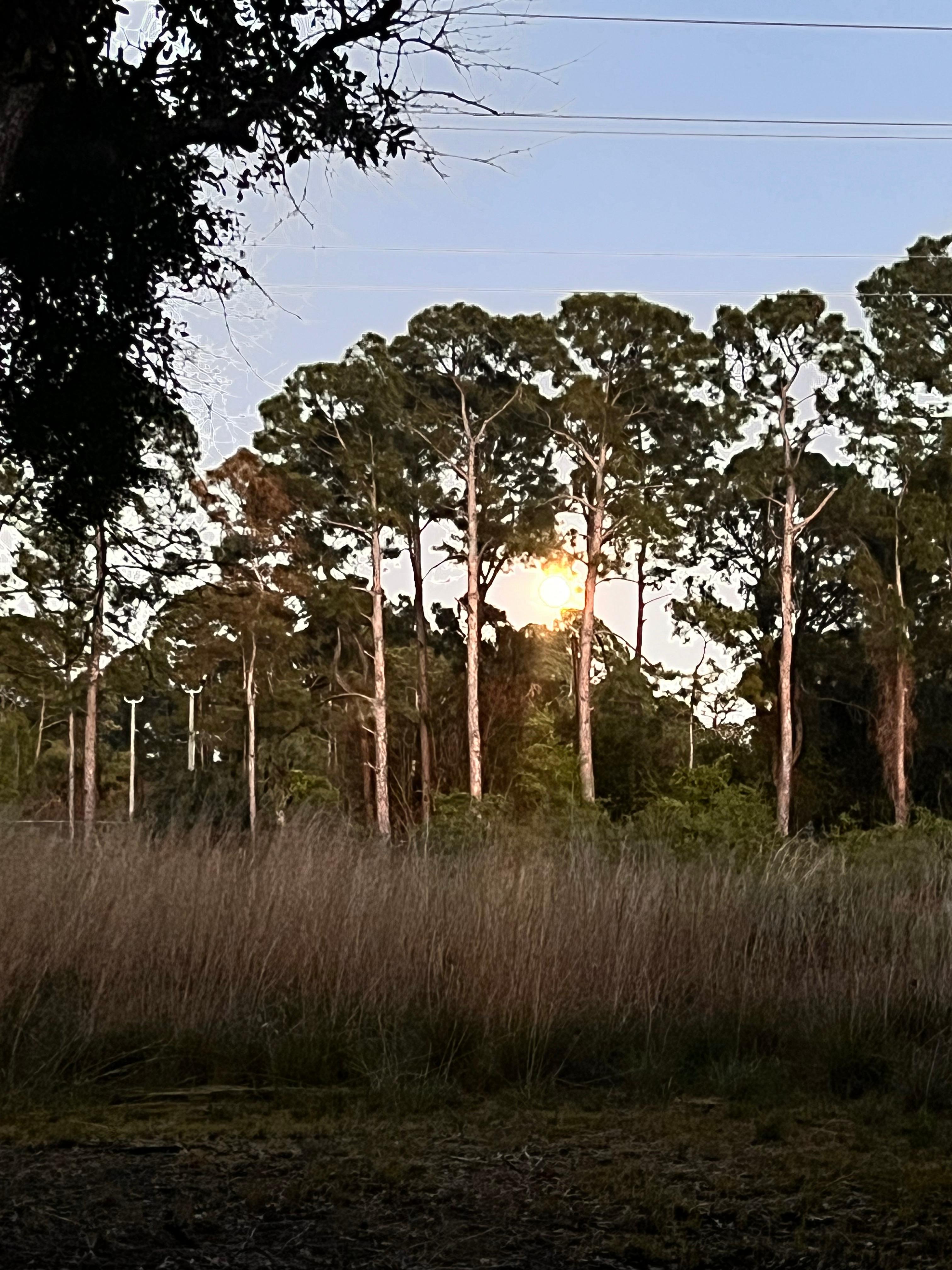 The Pines Hideaway RV Retreat