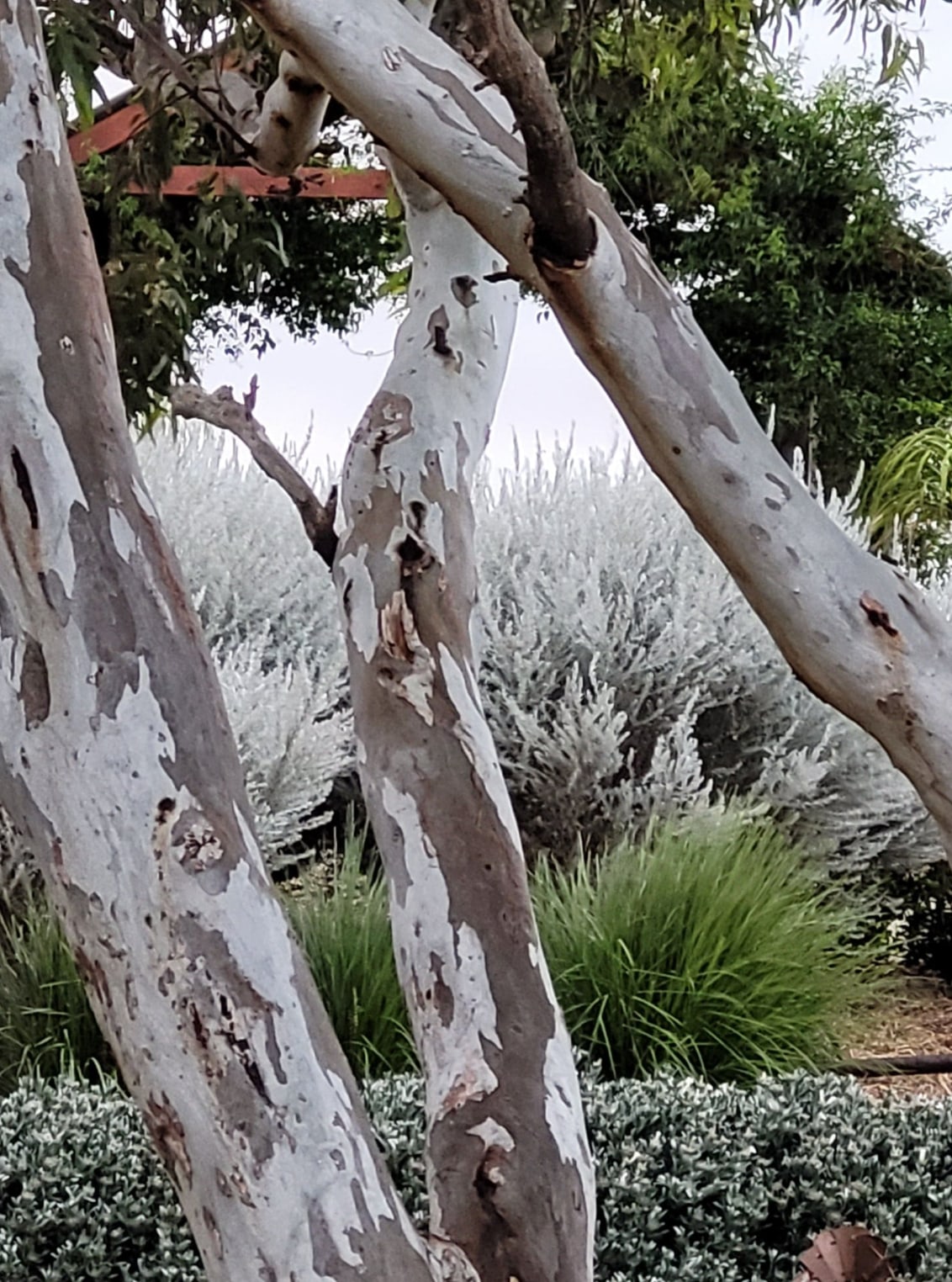 Emu Creek Gardens