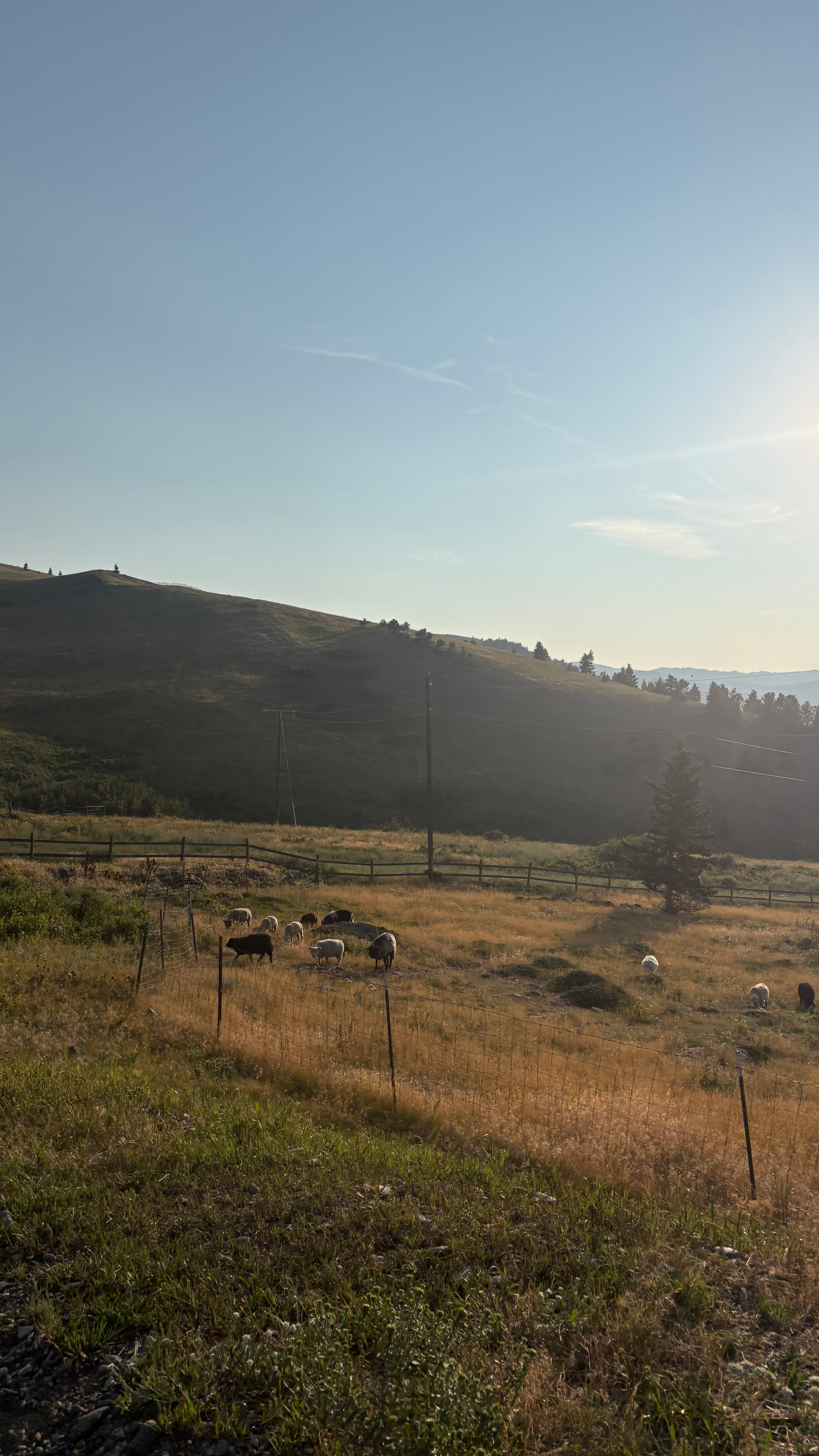 Shepherd's Lookout