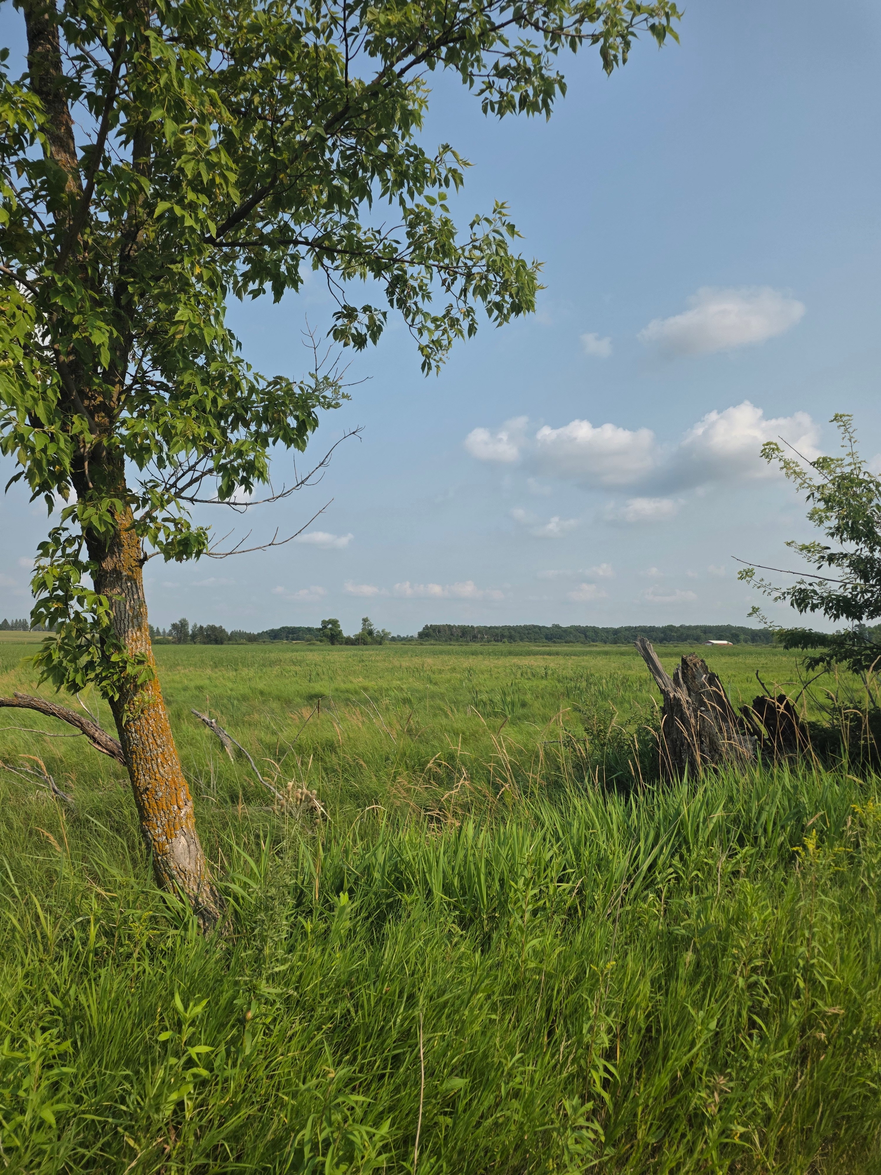 Native Prairie Buffalo Site