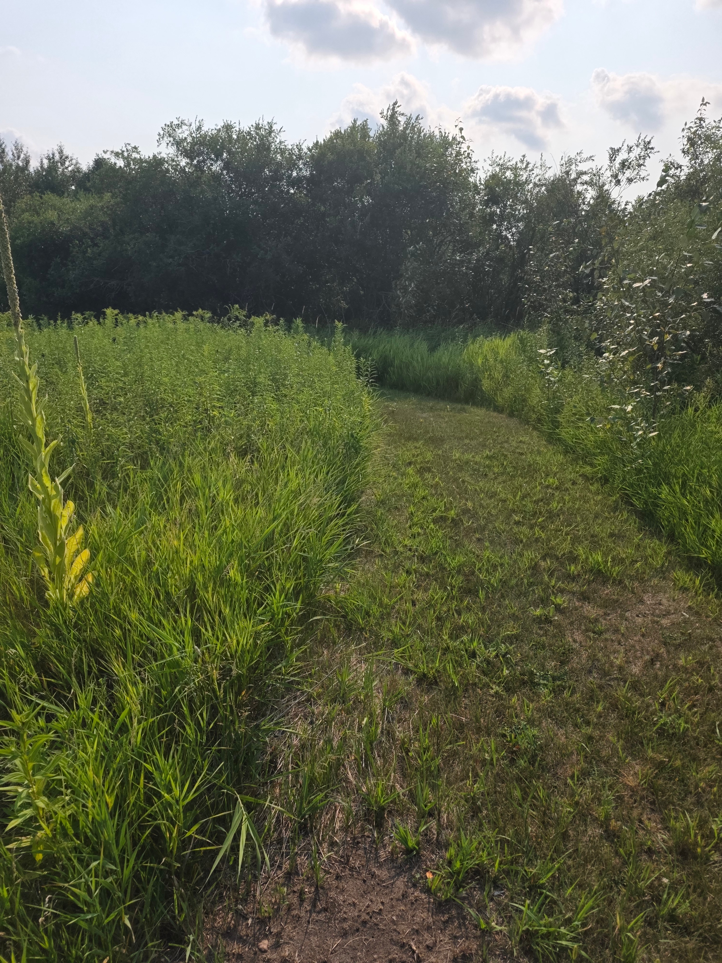 Native prairie buffalo site
