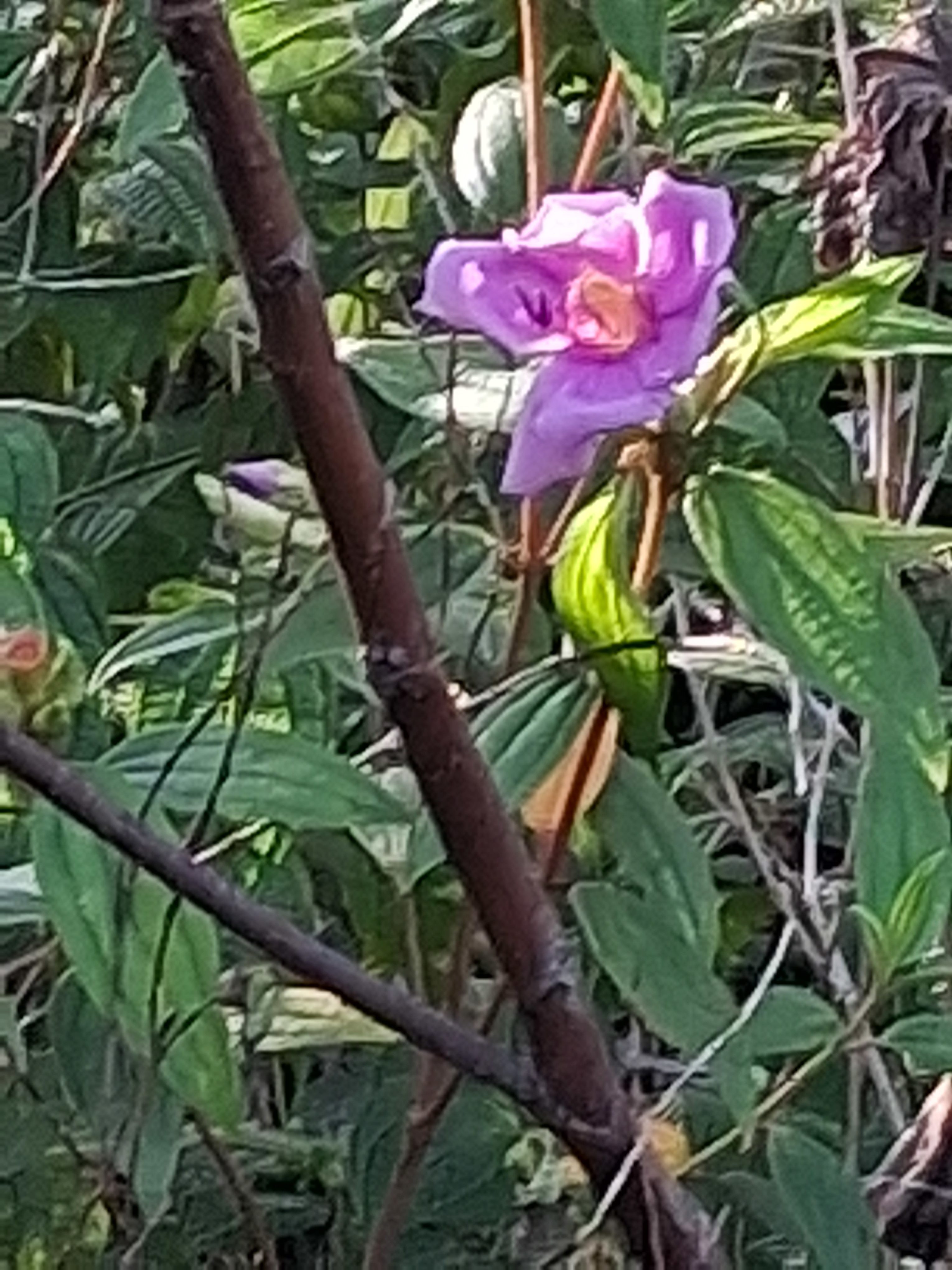 Hawaiian Paradise Park