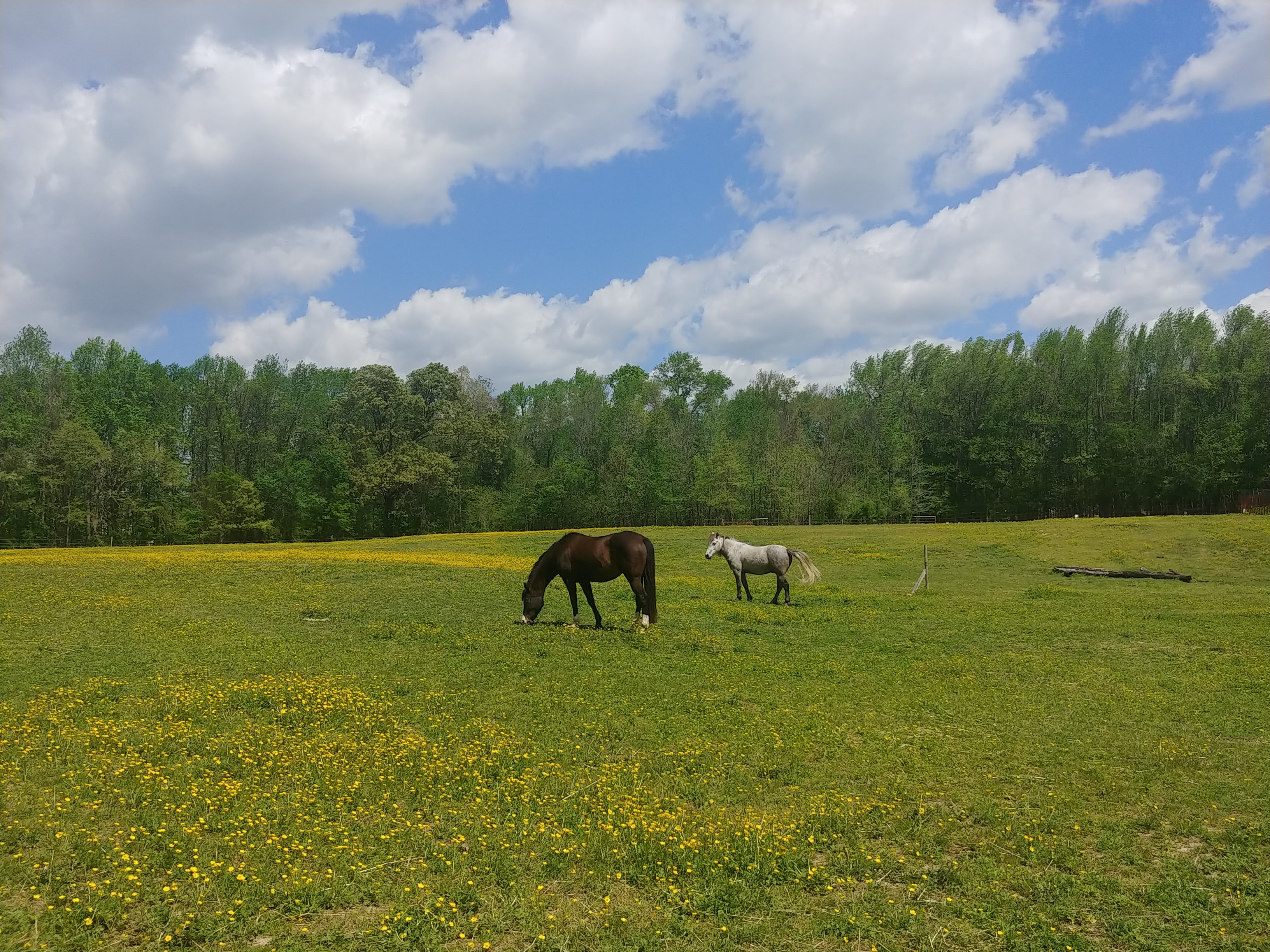 Orchard Creek Farm