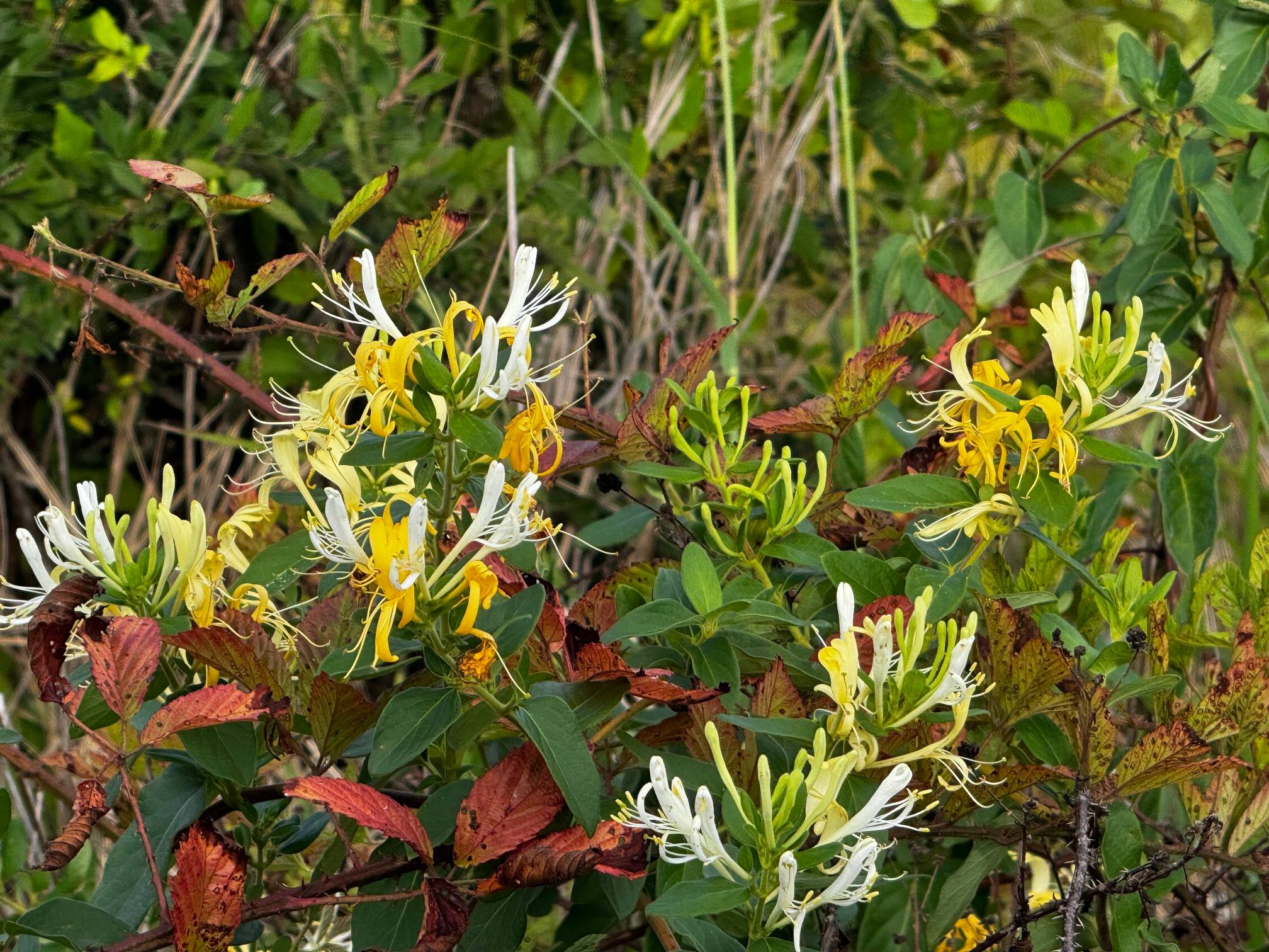 Holifield Nature Preserve