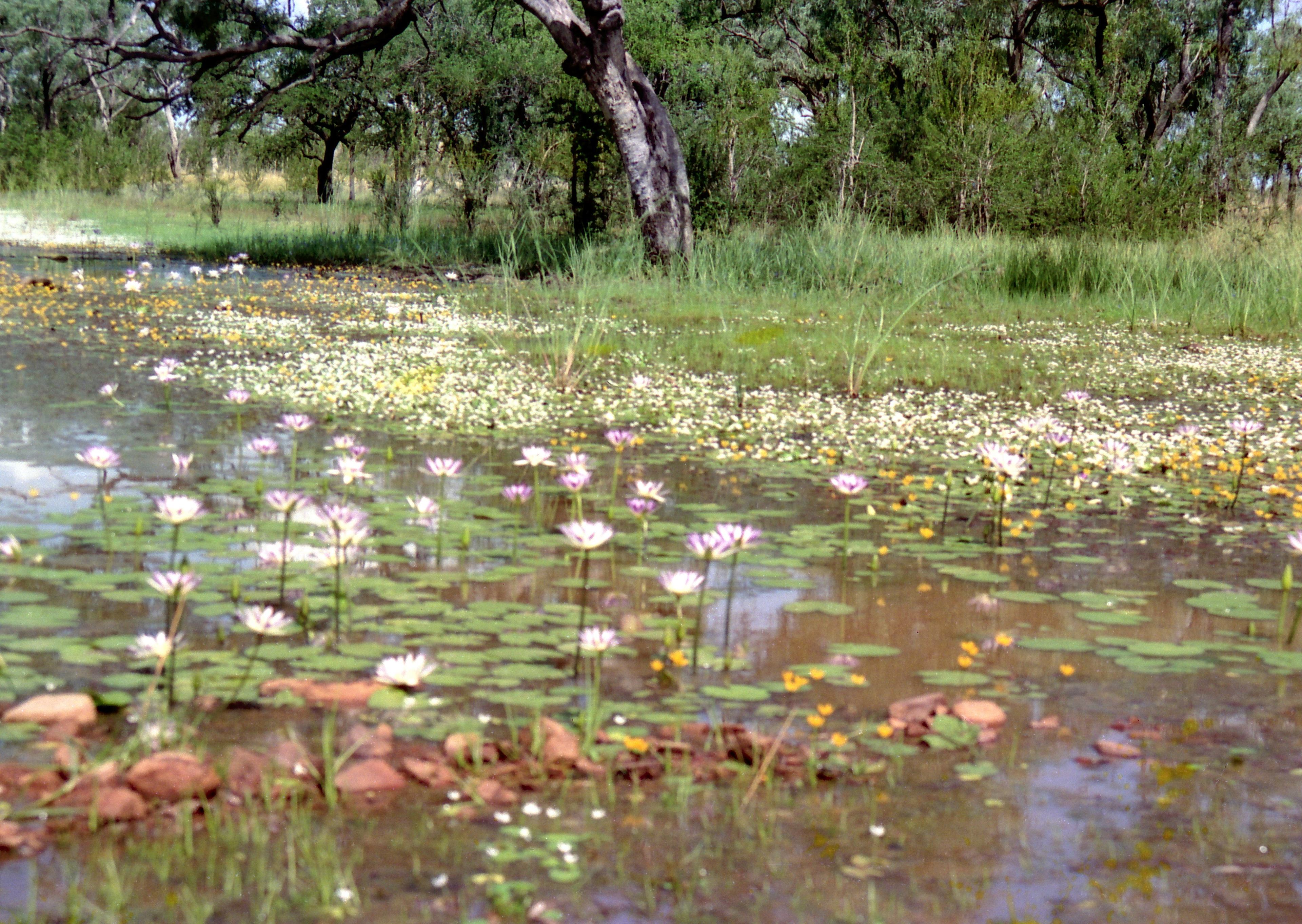 Knuckey Lagoon Bush Camp