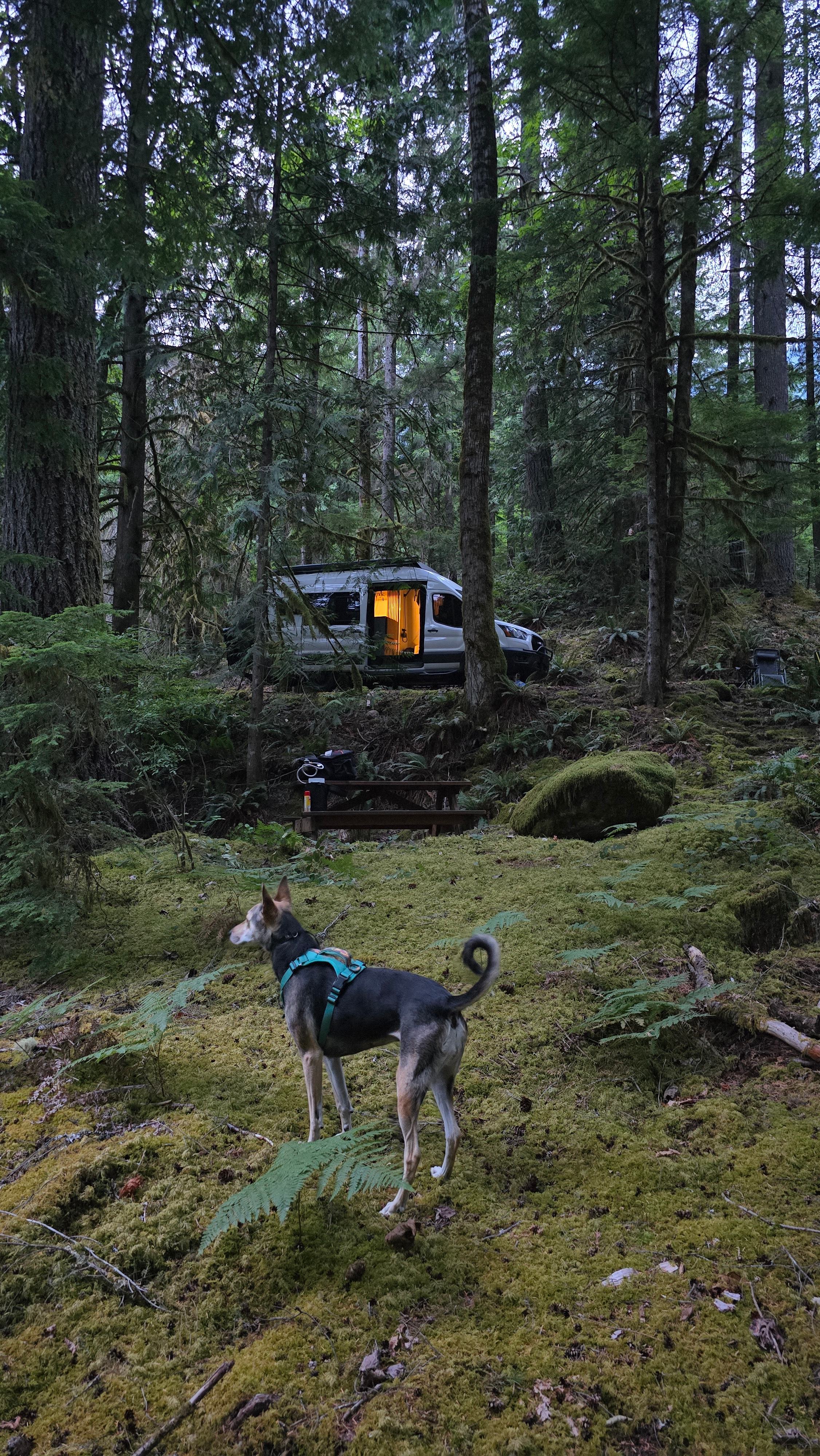 Azila's Mossy Grove - North Cascades Basecamp