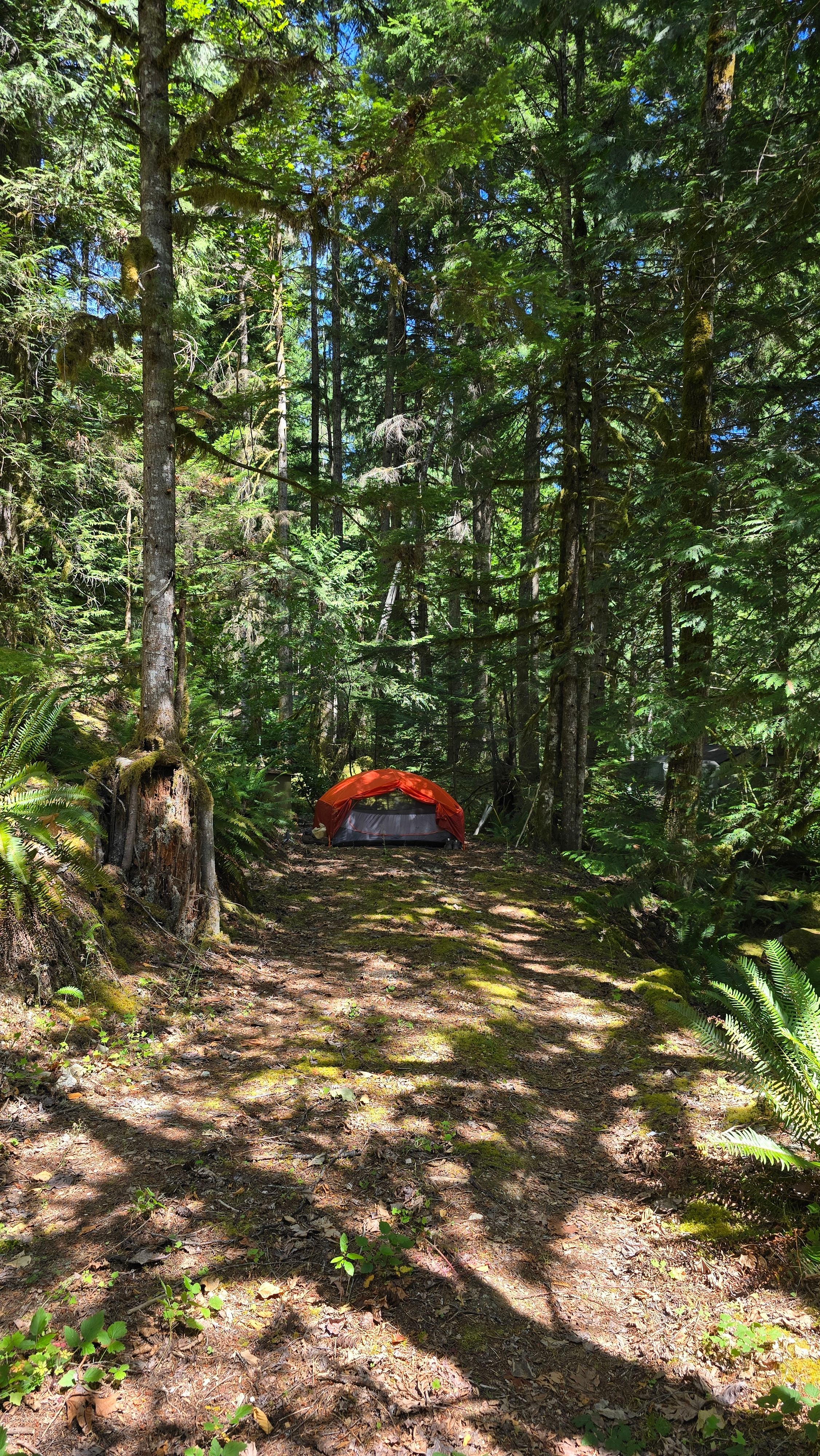 Azila's Mossy Grove - North Cascades Basecamp