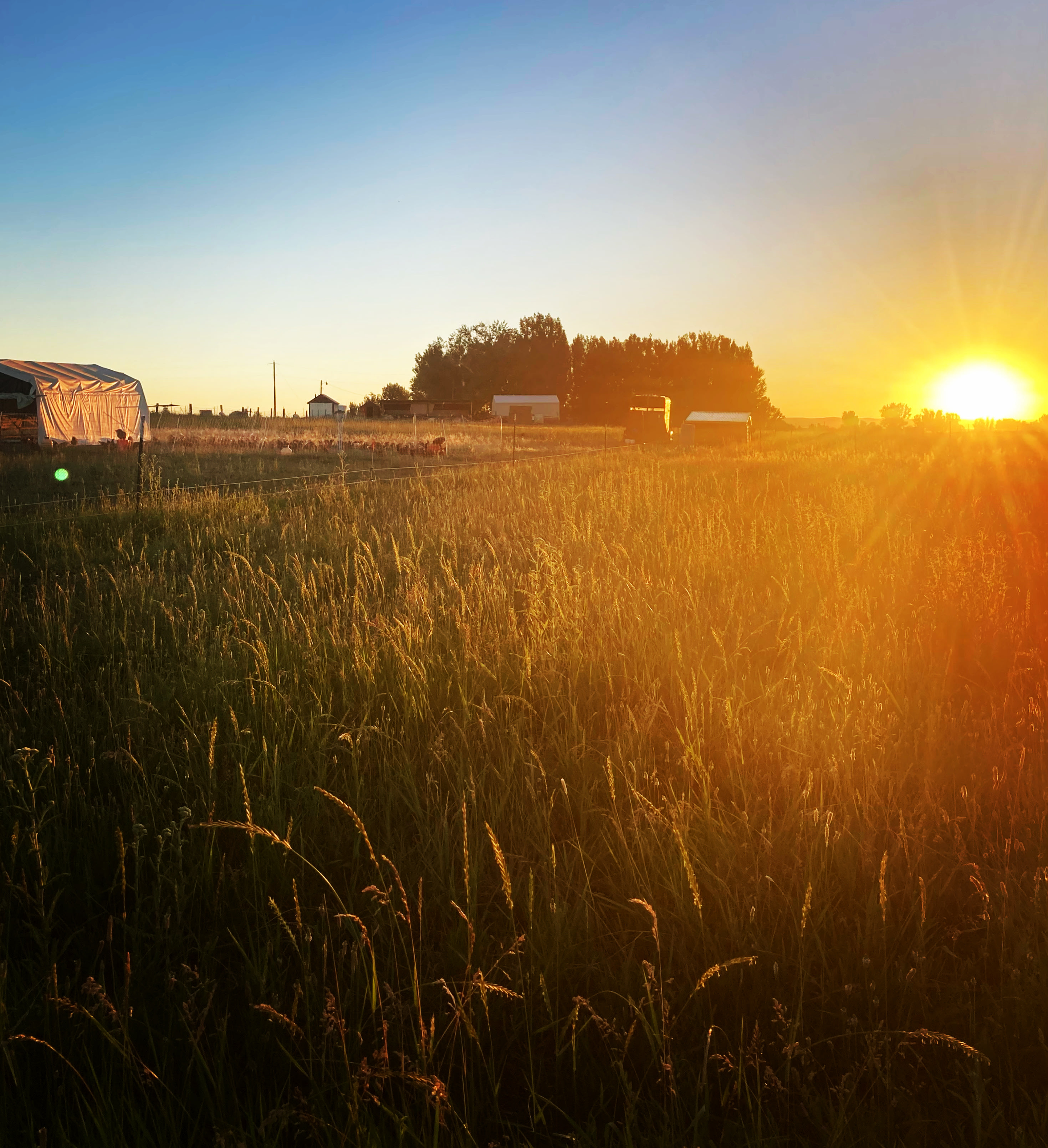 Folk Farm