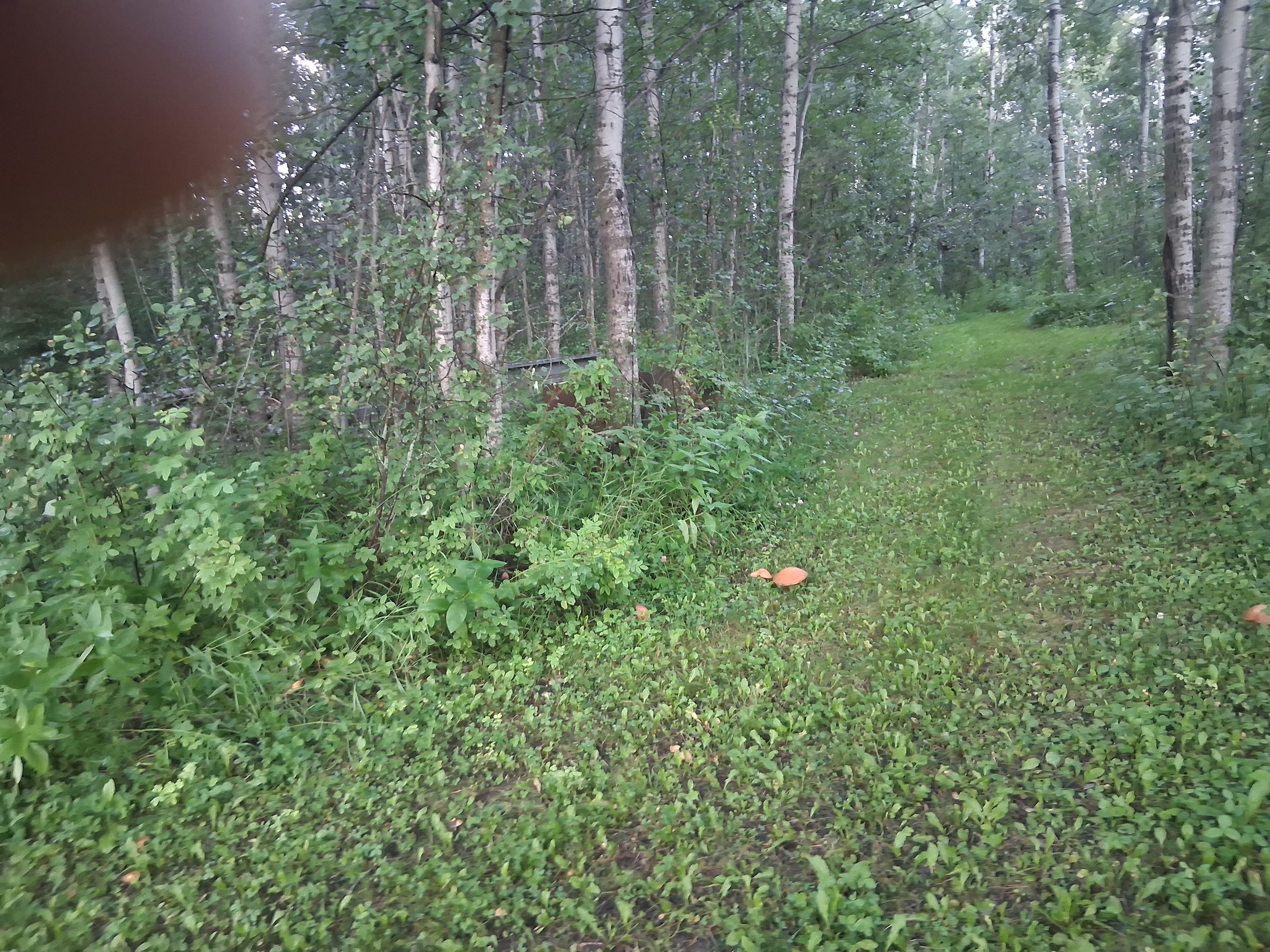 Inviting trails to wander, walk the dog, or play Hide n Seek with the Kiddos. Or ask me about the Game Underground to Canada.