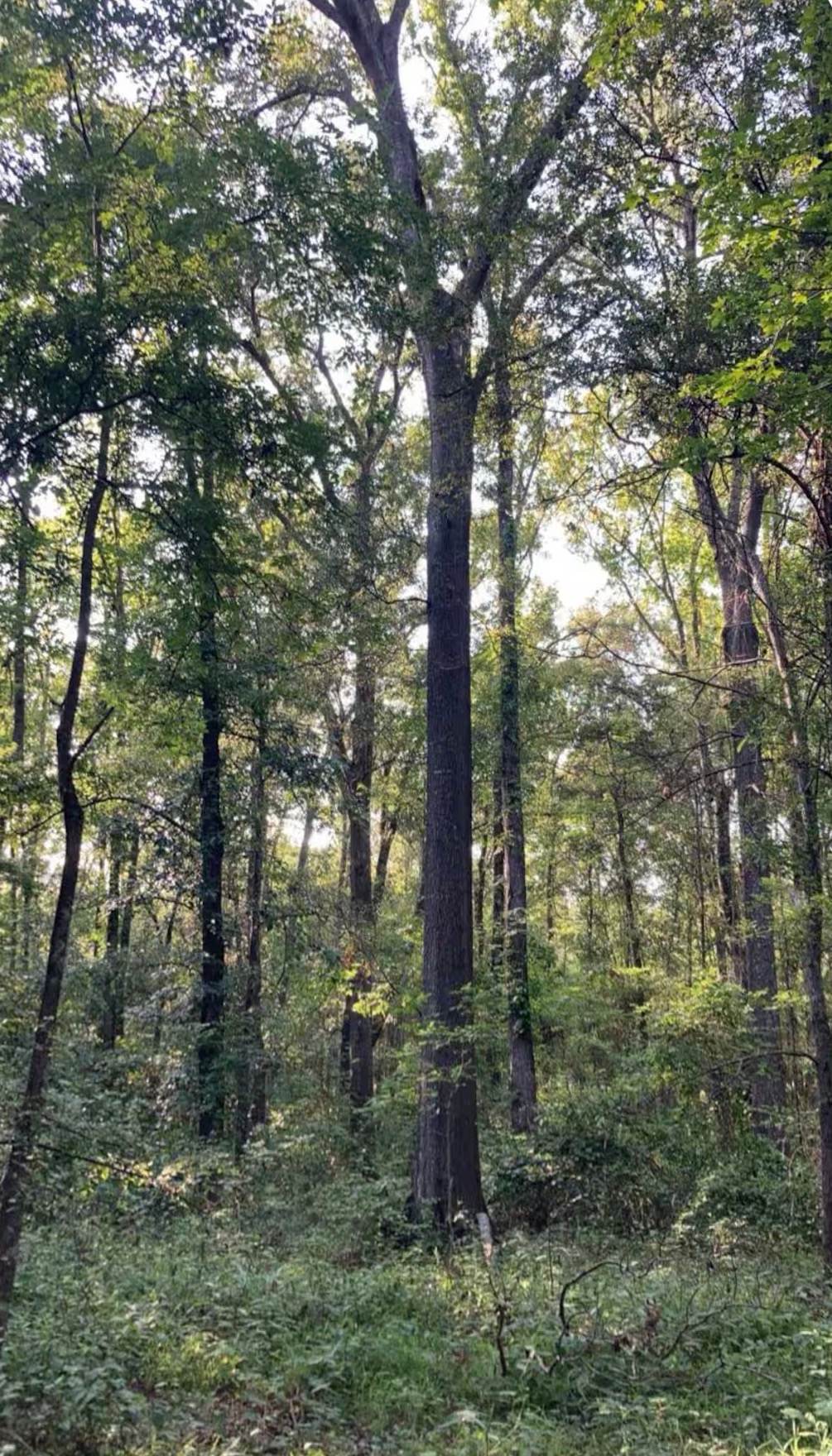 Wandering Woods Escape LLC